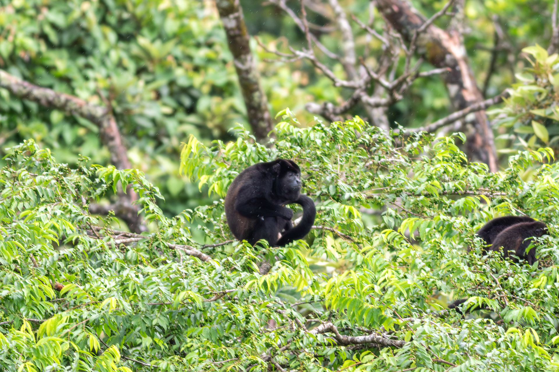 Mantled Howler Monkey