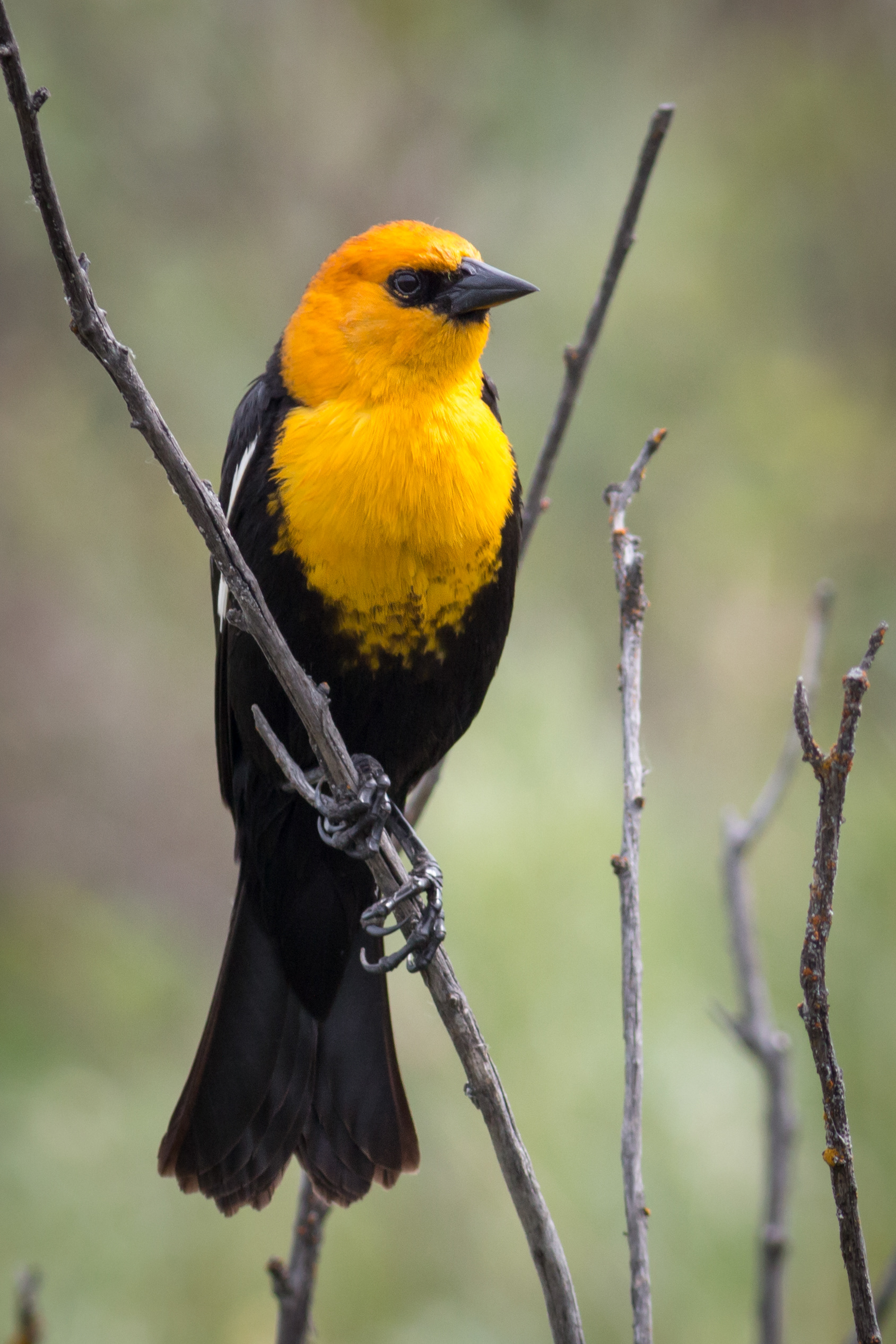 Yellow-headed Blackbird - male - BC