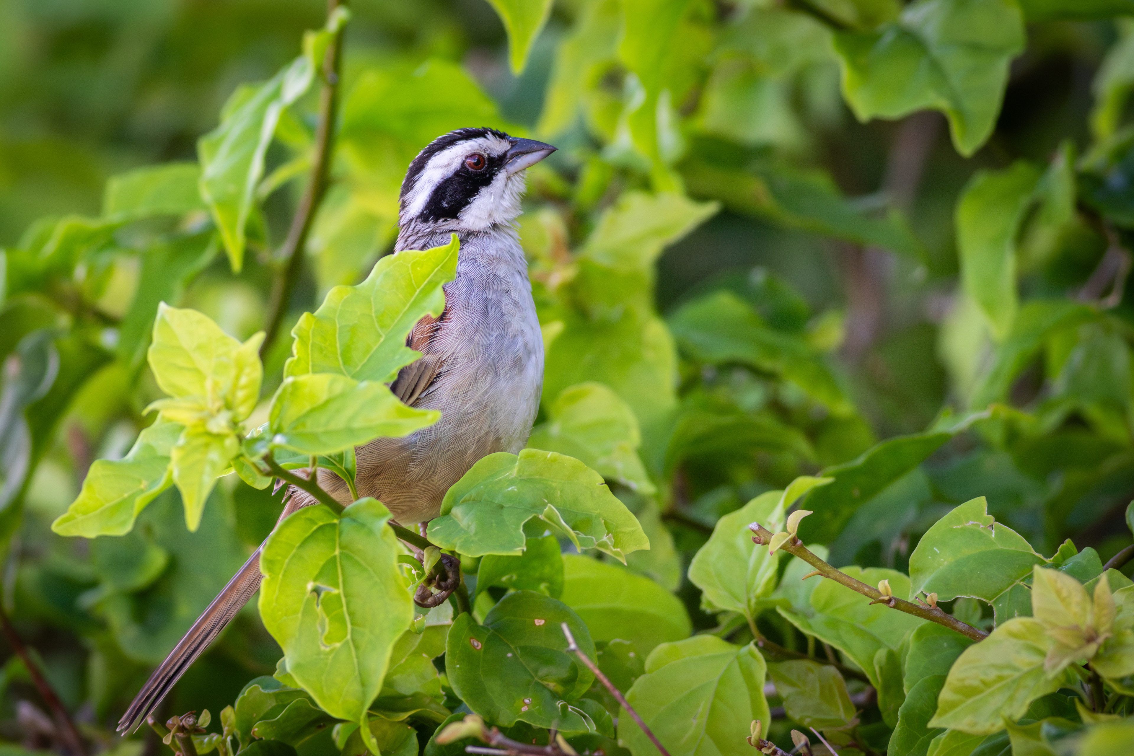 Stripe-headed Sparrow - Nayarit