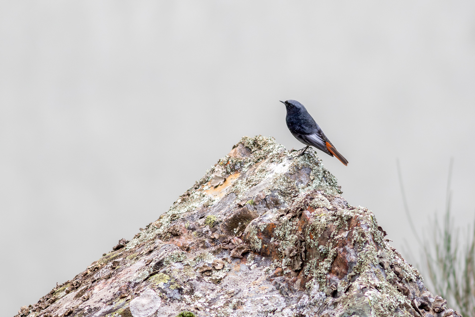 Black Redstart, male