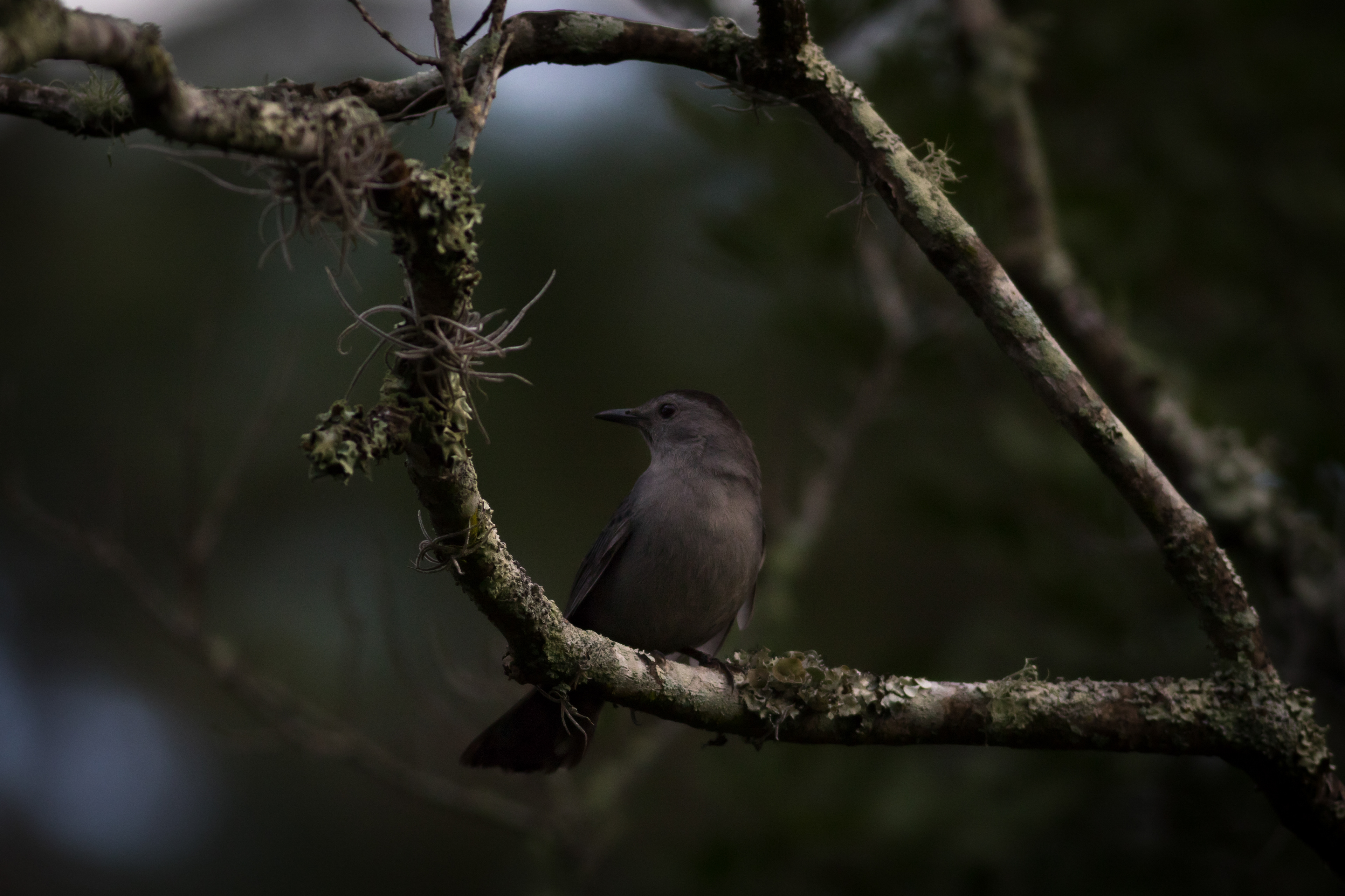 Grey Catbird - Florida