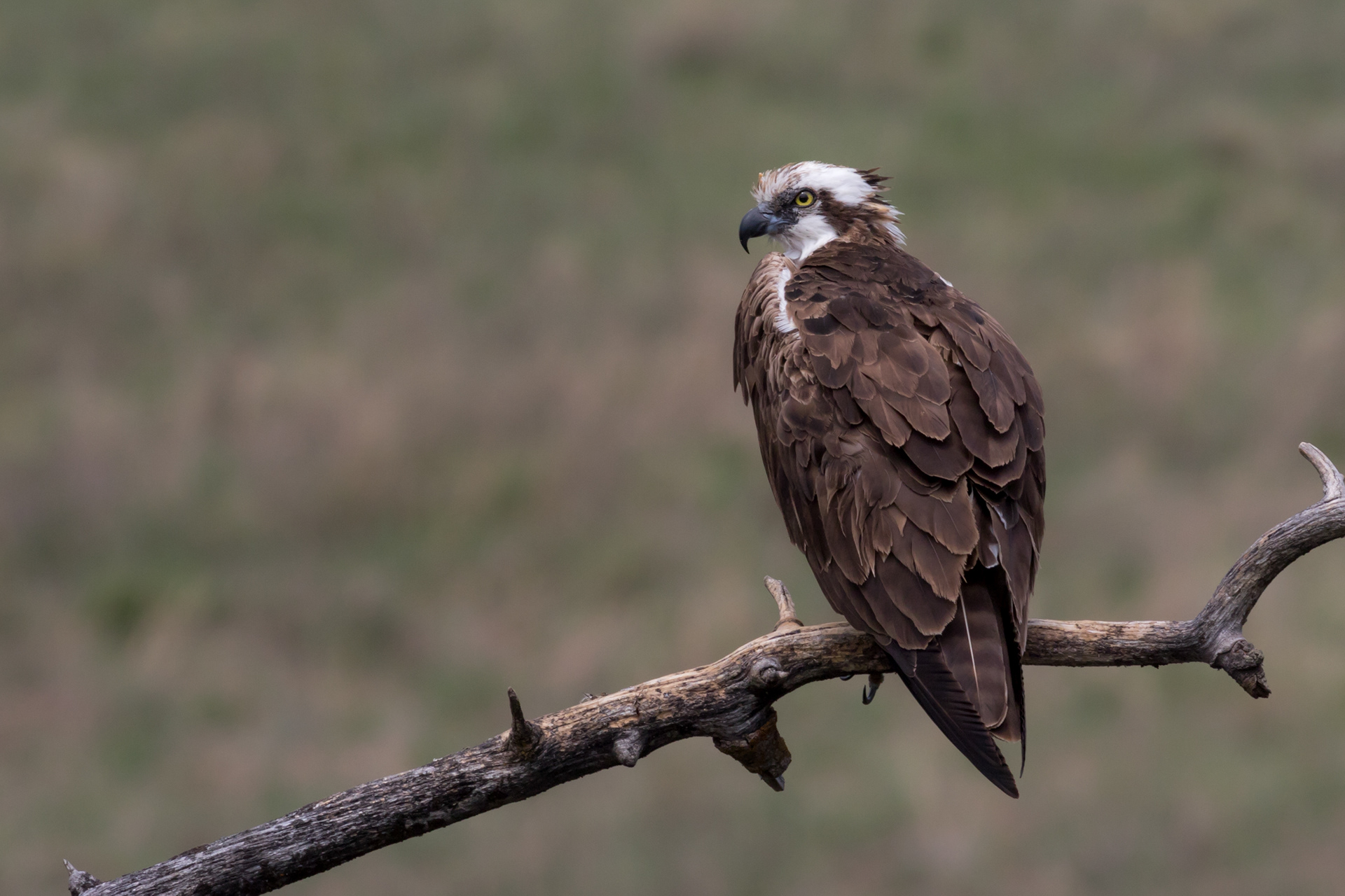 Osprey - BC