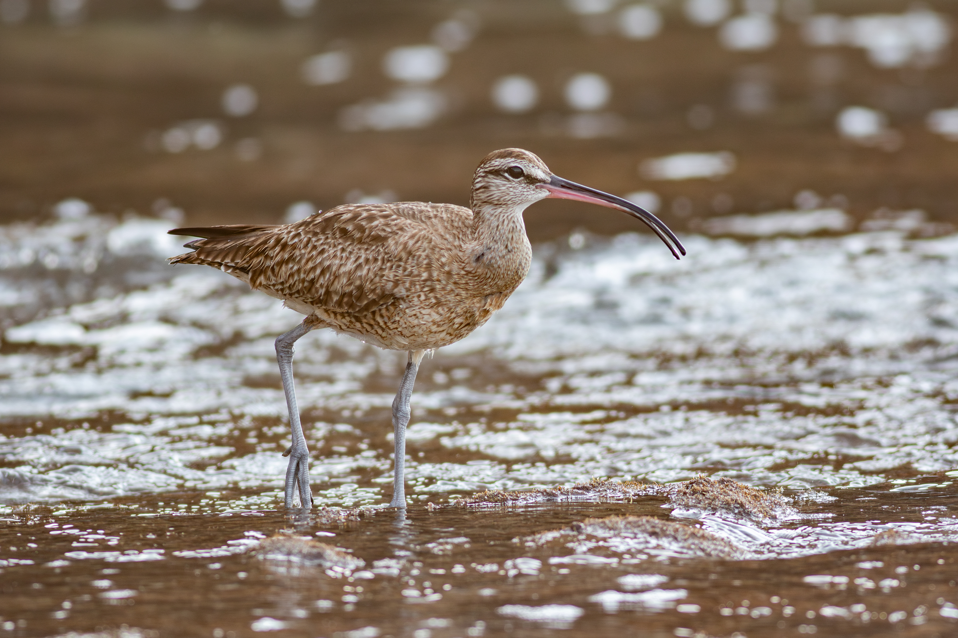 Whimbrel - Nayarit