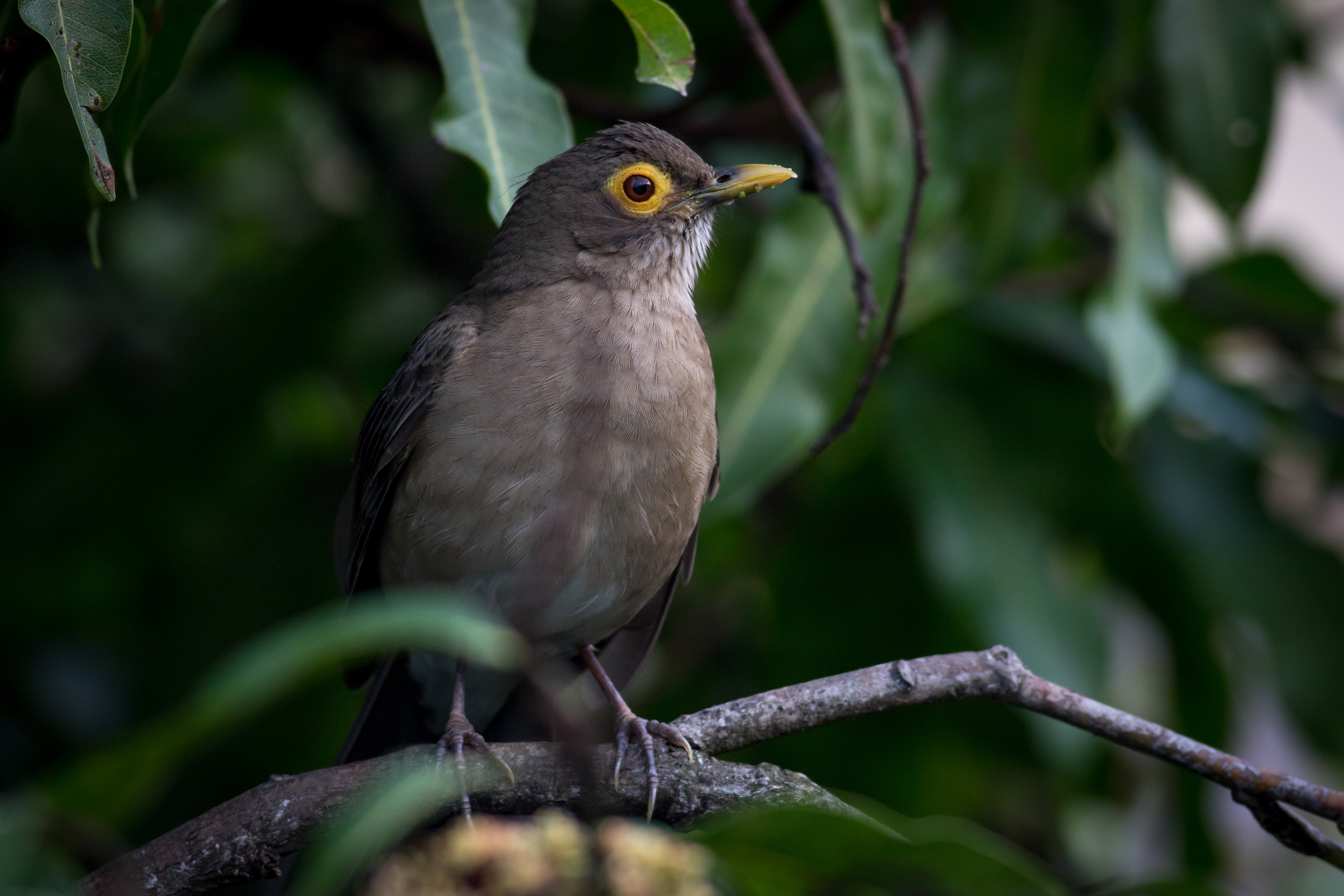 Spectacled Thrush