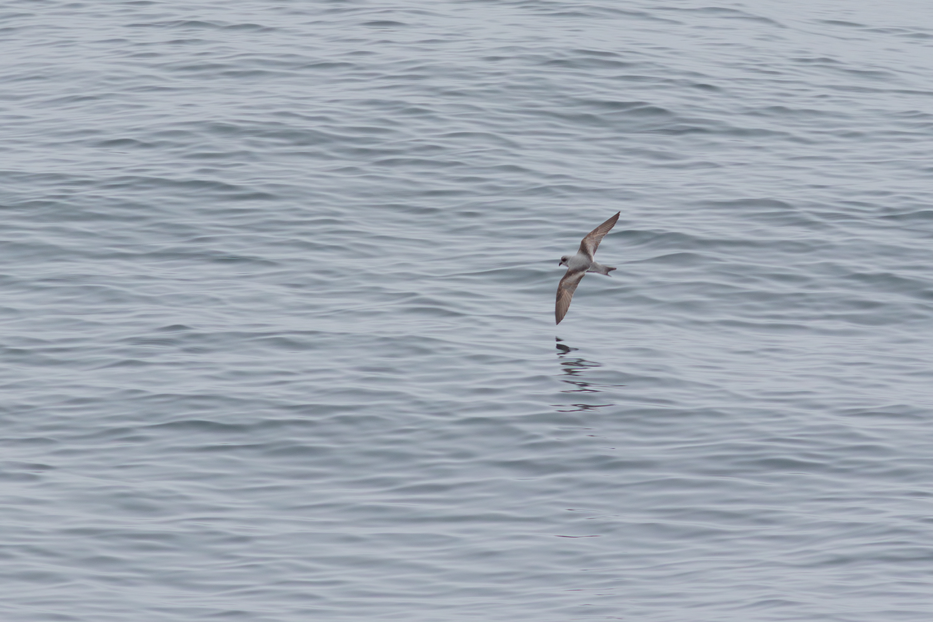Fork-tailed Storm Petrel