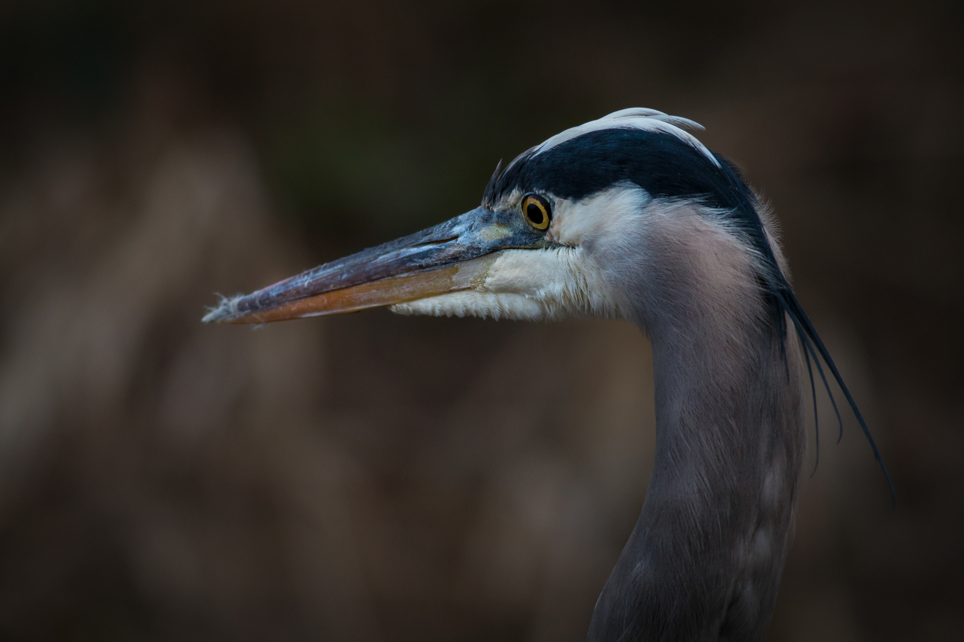Great Blue Heron - BC