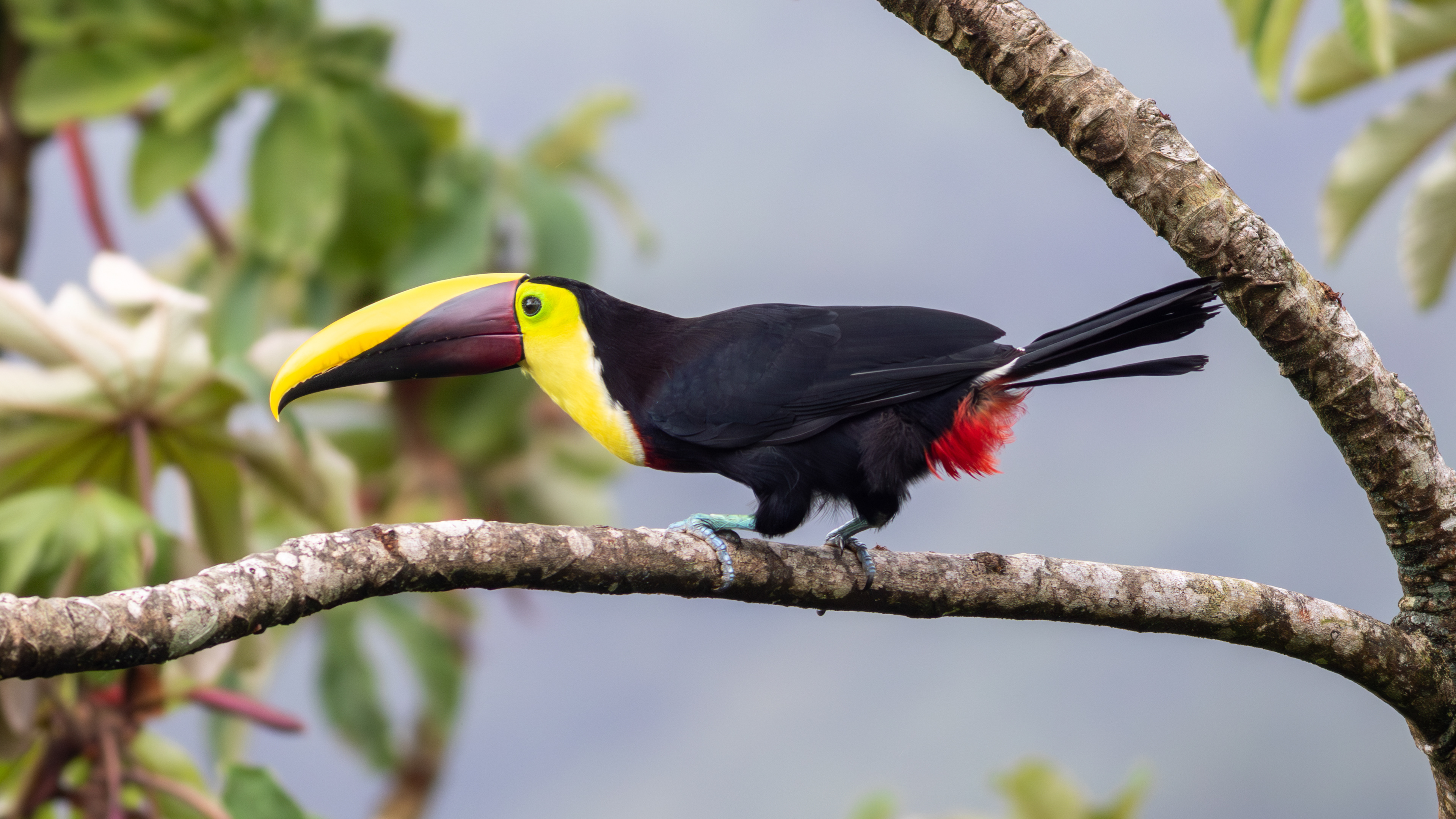 Yellow-throated Toucan  - Aranal Observatory