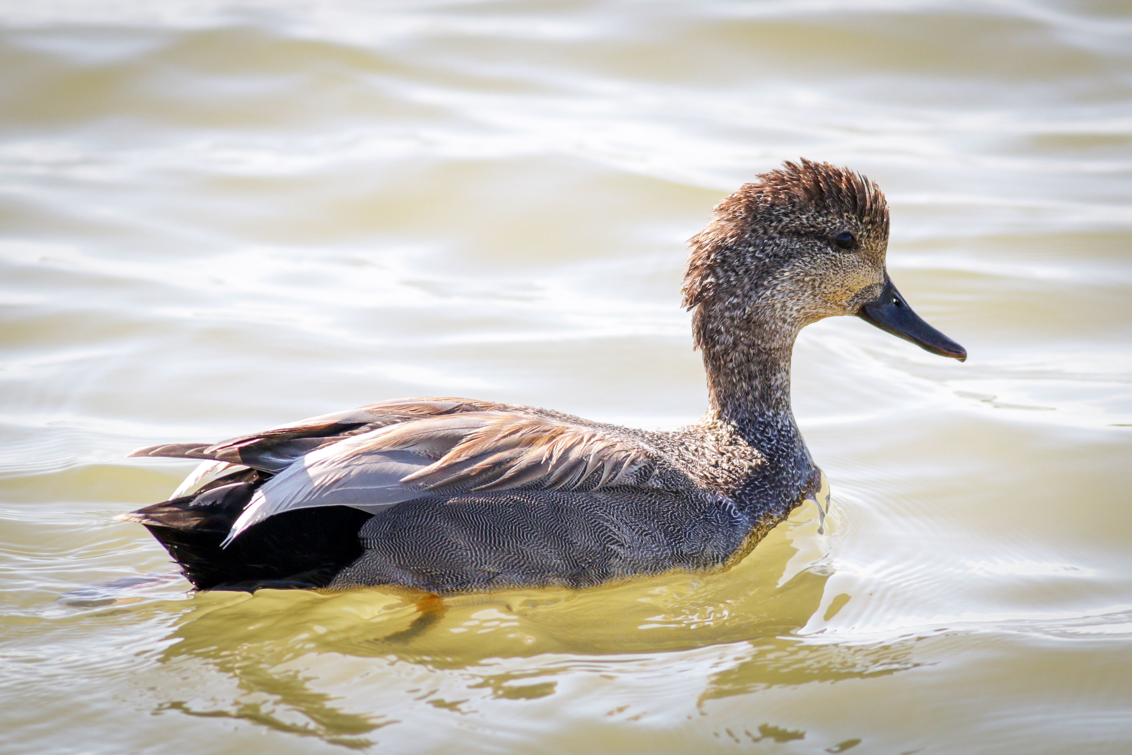 Gadwall - male - BC