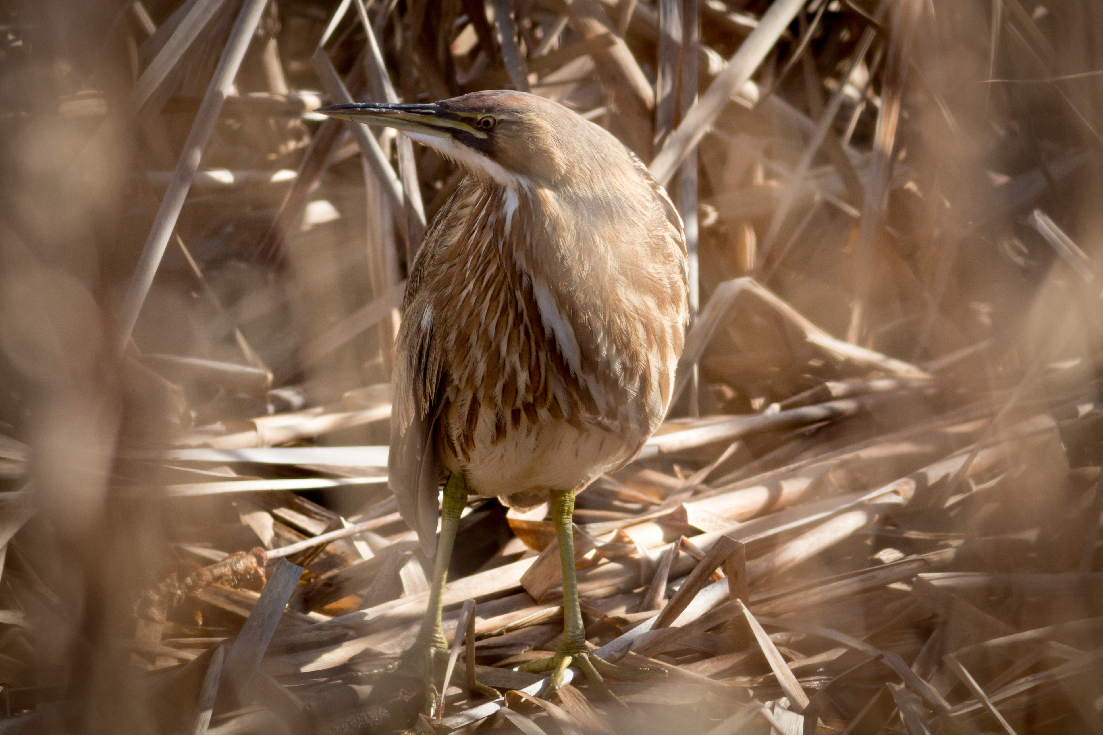 American Bittern - BC