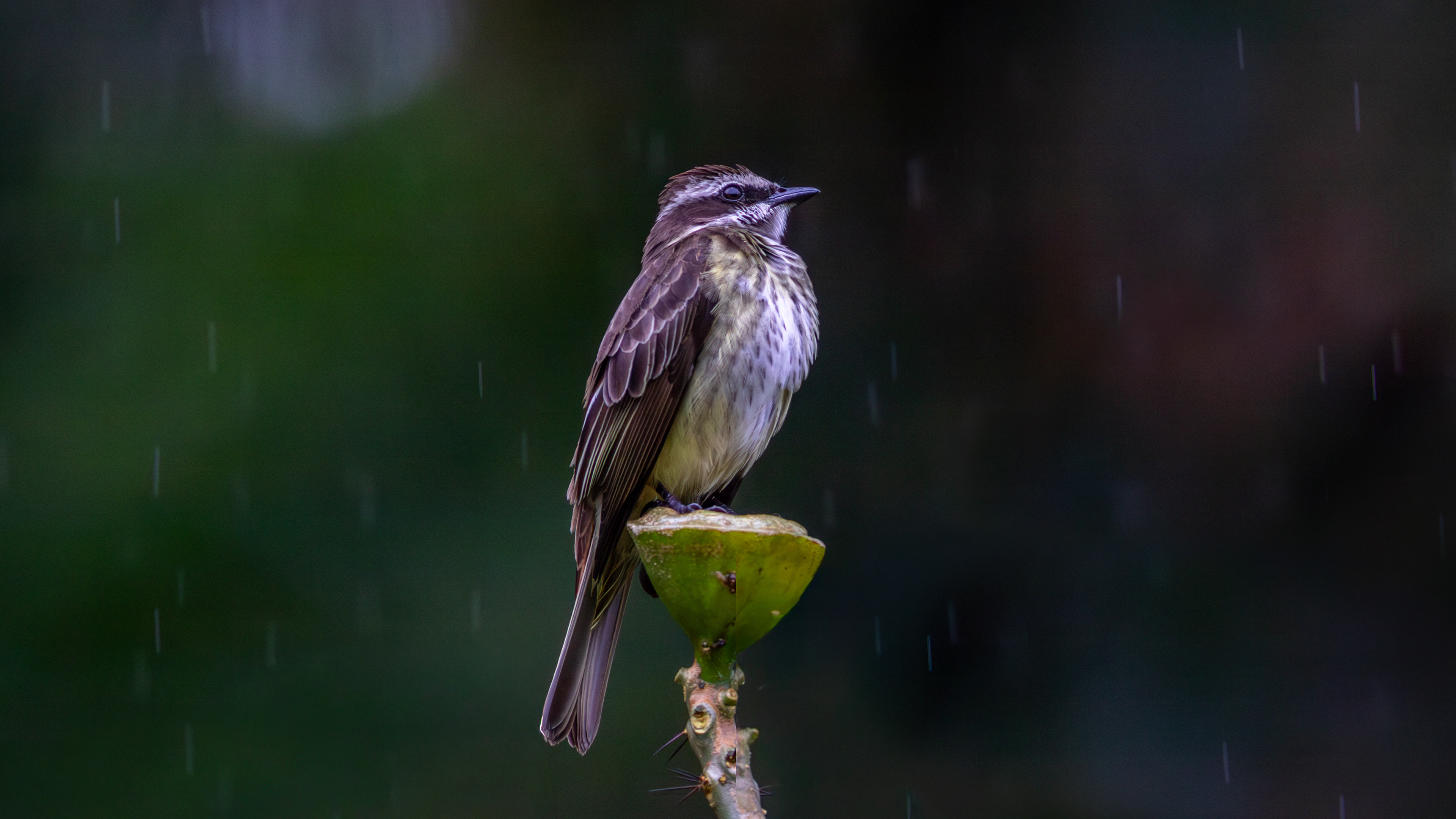 Piratic Flycatcher - Aranal Observatory