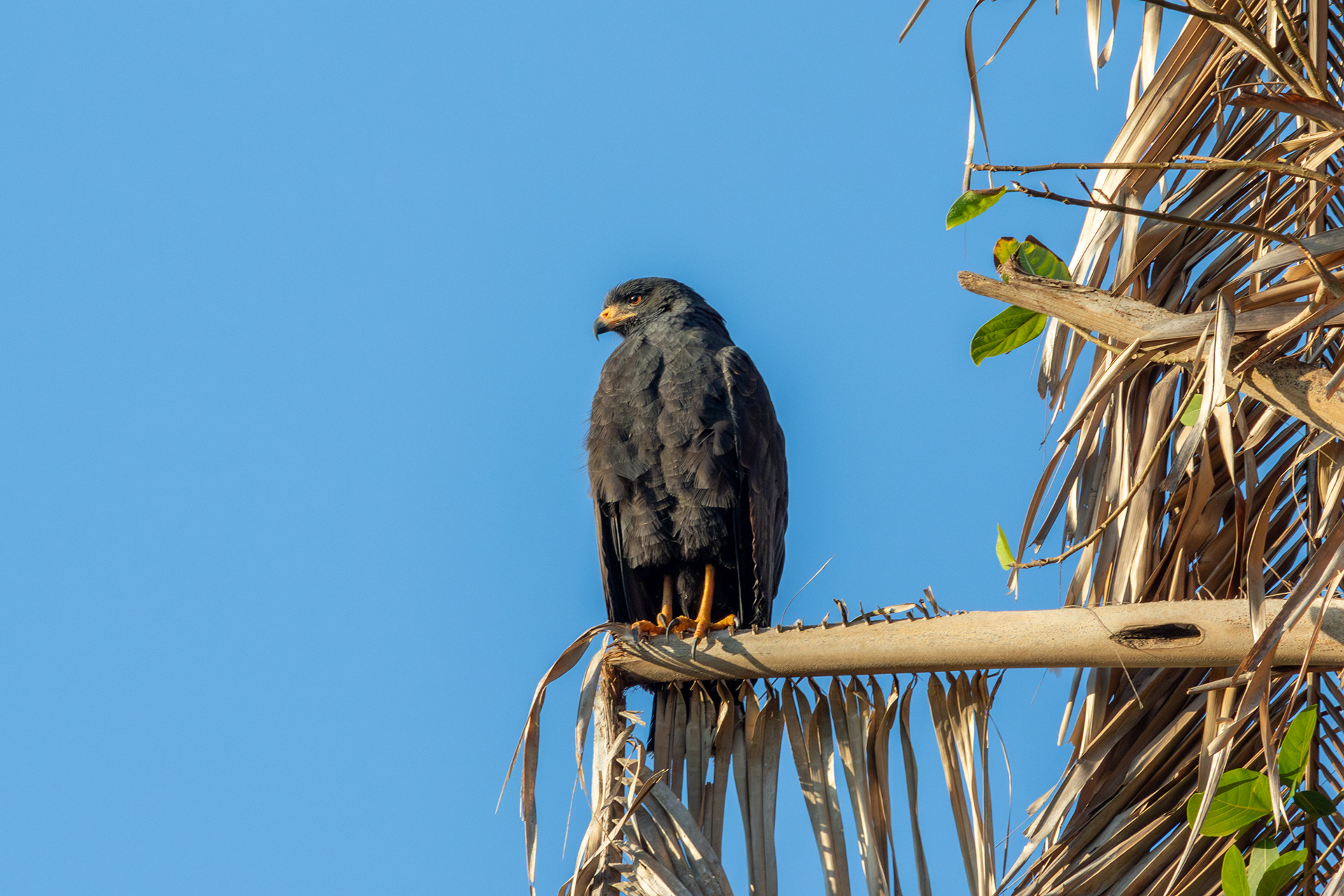 Common Black Hawk - Nayarit