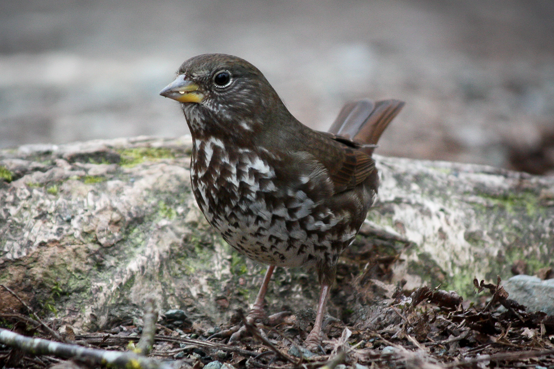 Fox Sparrow - BC