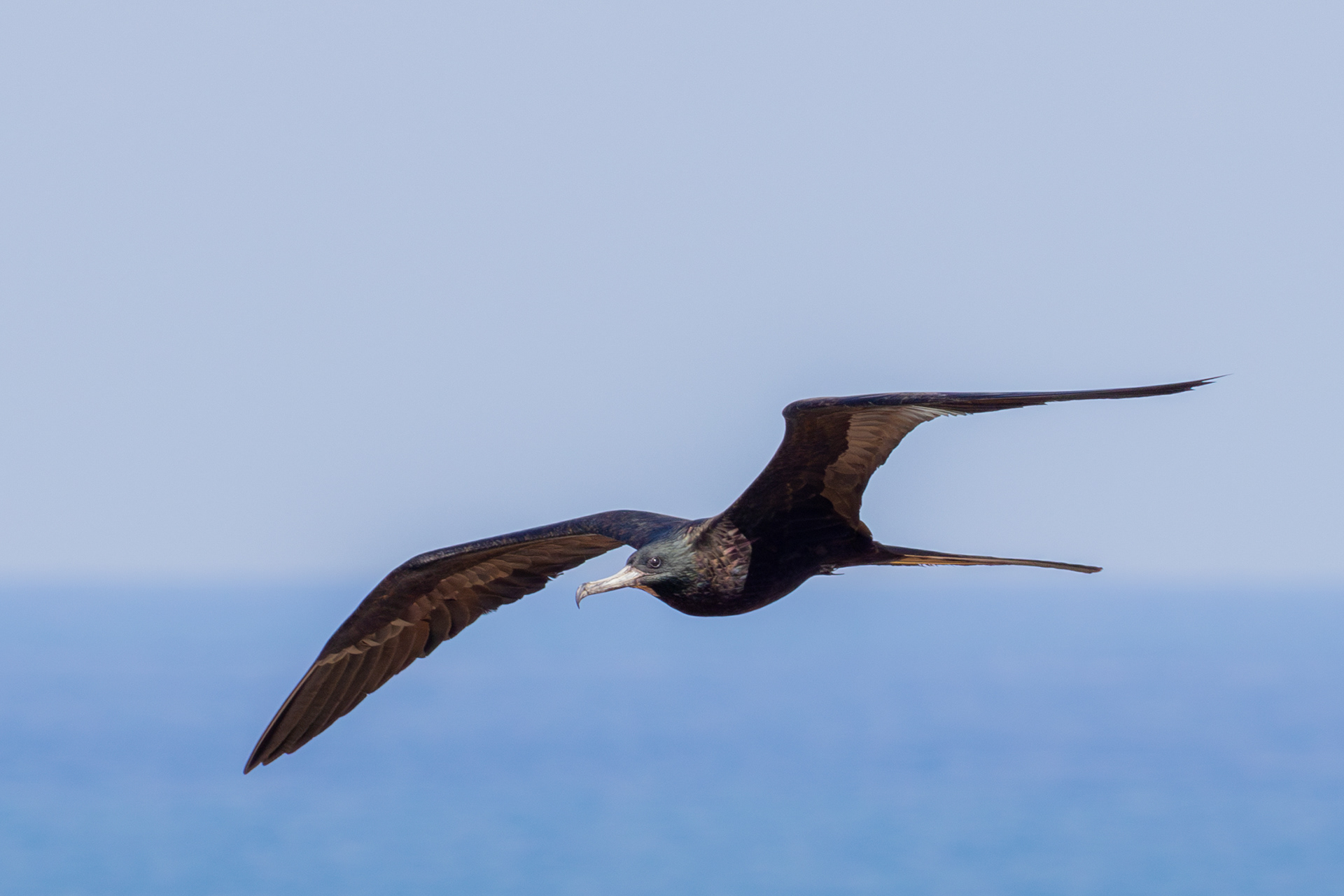 Magnificent Frigatebird, female - Nayarit