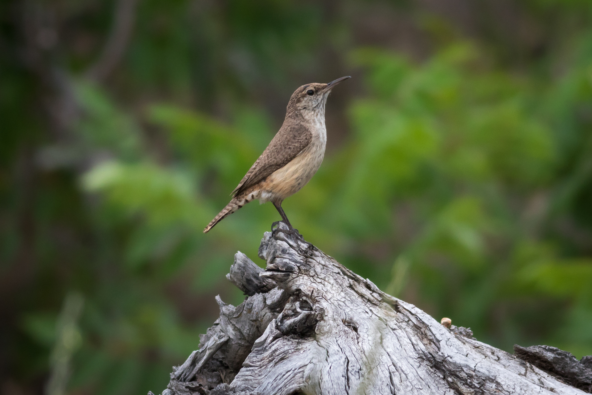 Rock Wren - BC