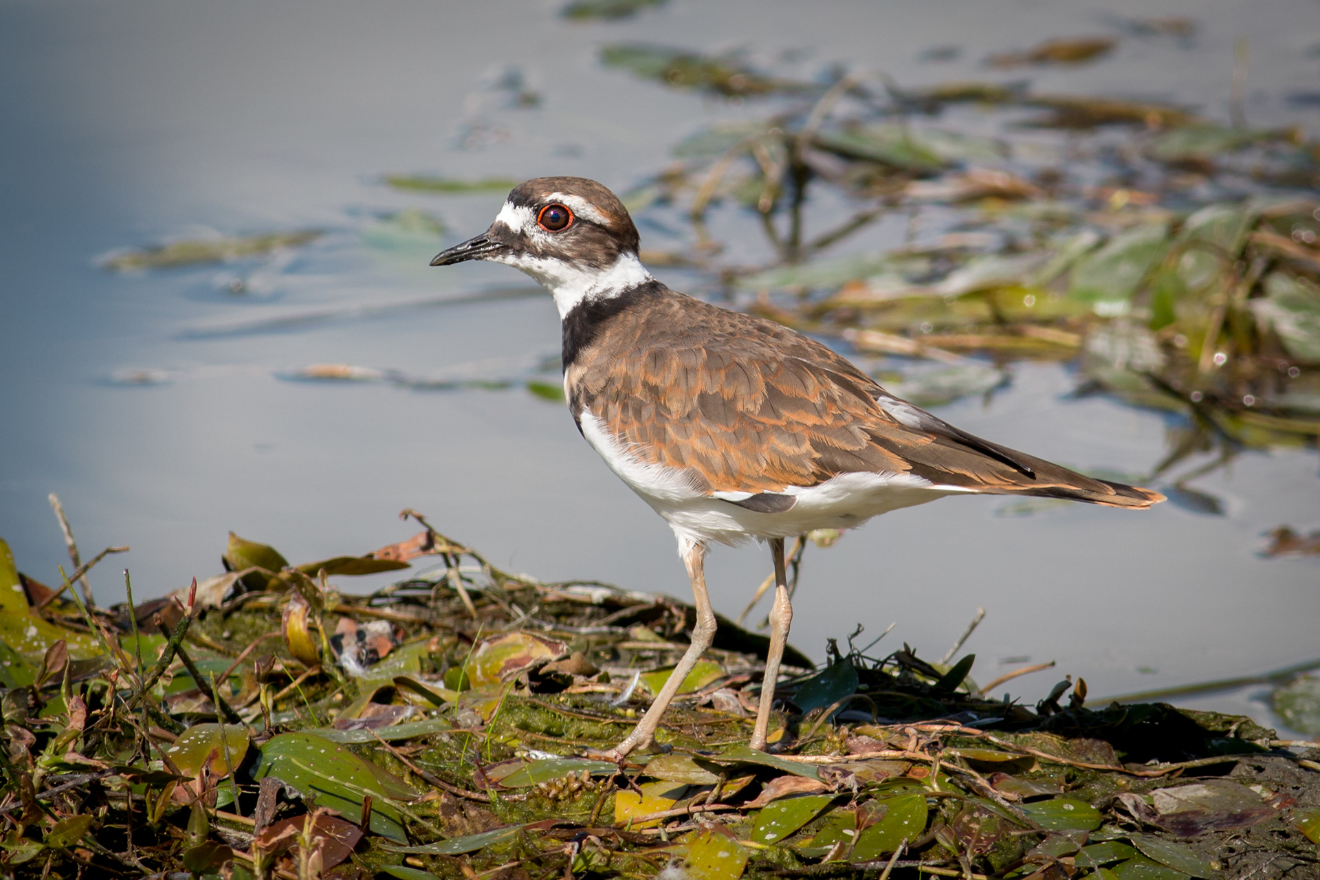 Killdeer - BC