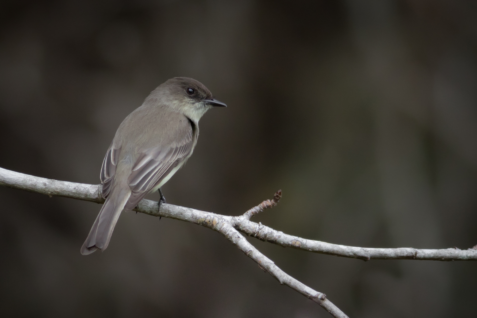 Eastern Phoebe - Florida
