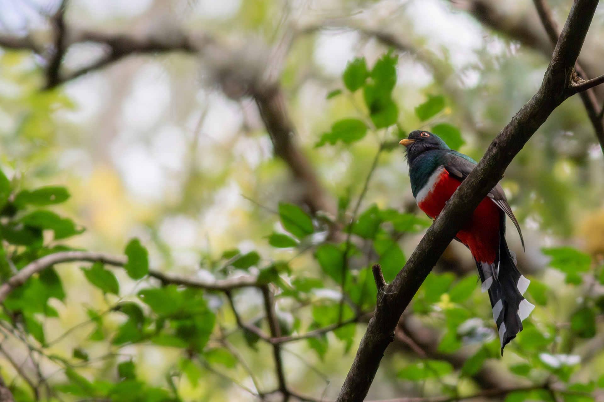 Mountain Trogon, male - Jalisco