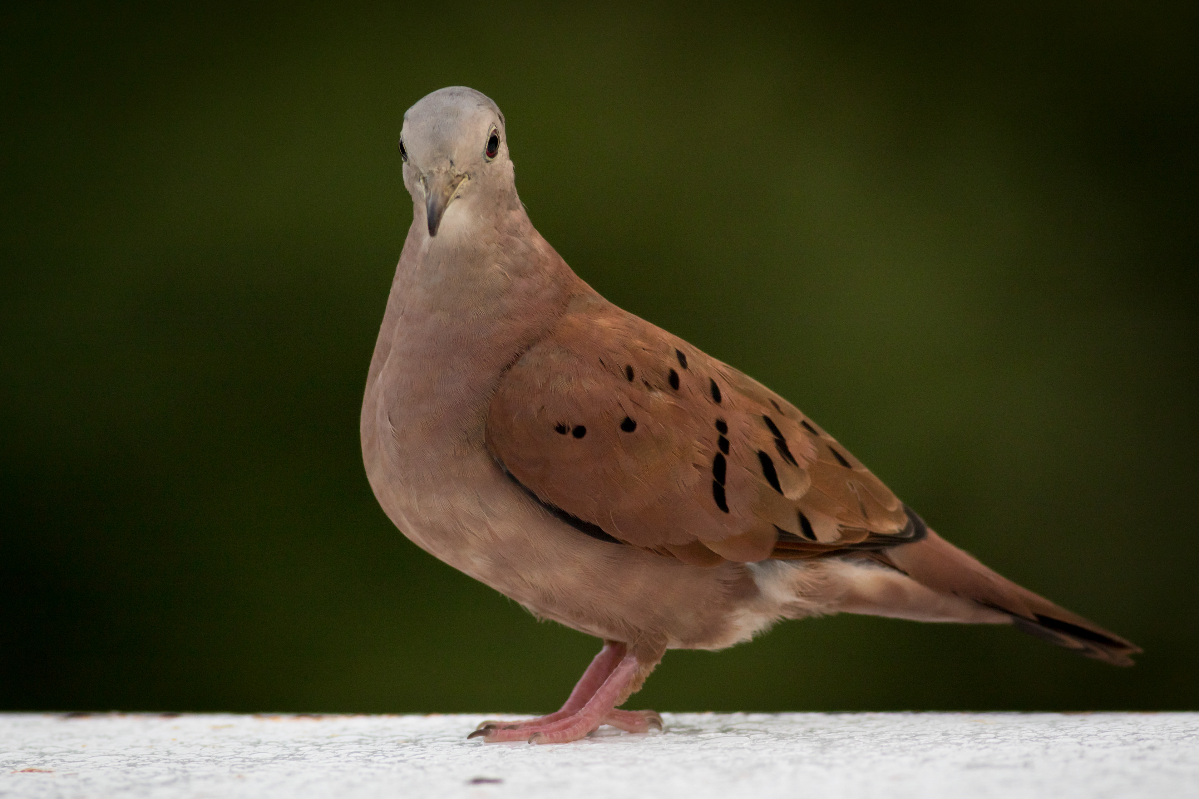 Ruddy Ground Dove