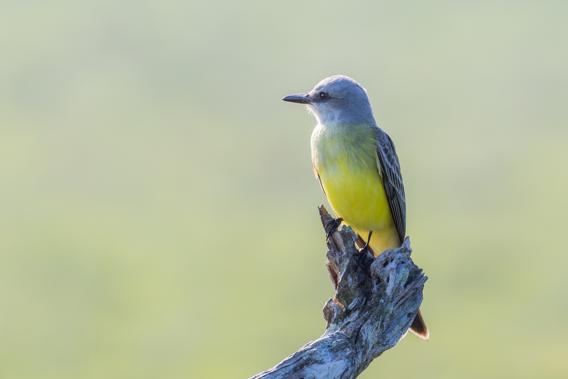 Couch's Kingbird
