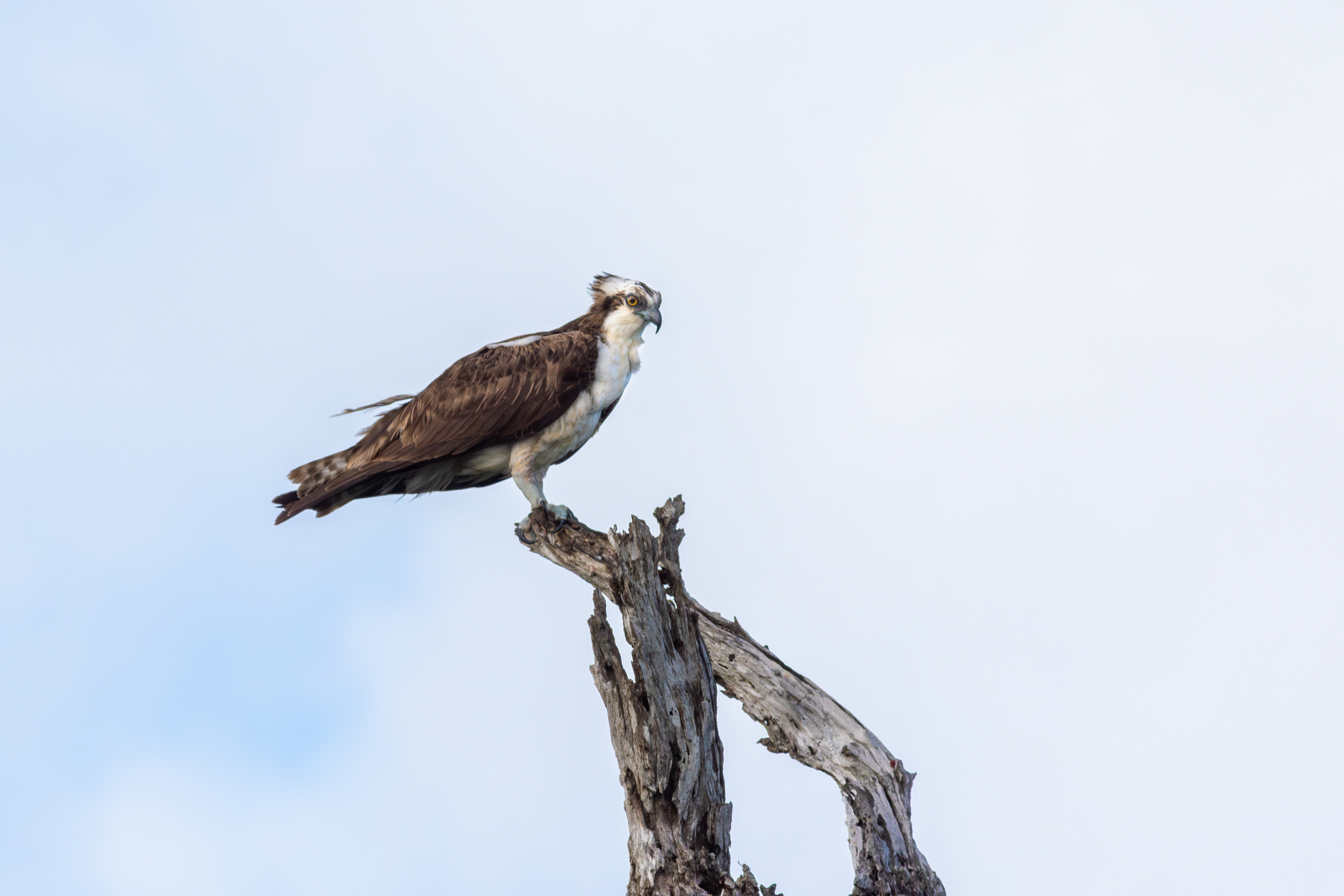 Osprey