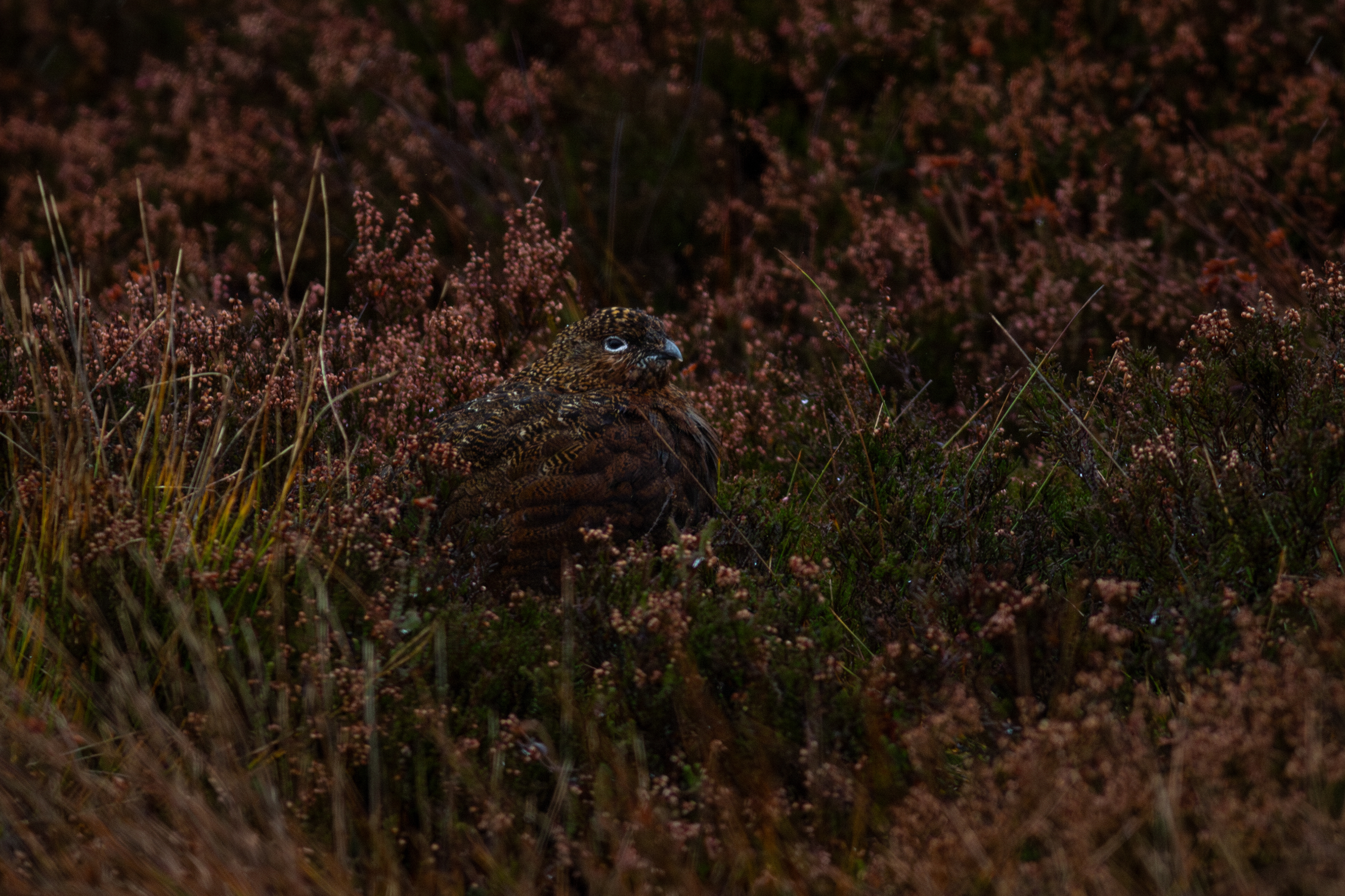 Red Grouse