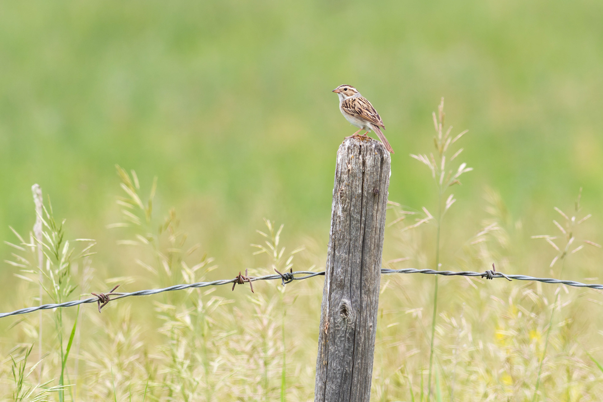 Clay-coloured Sparrow - Saskatchewan