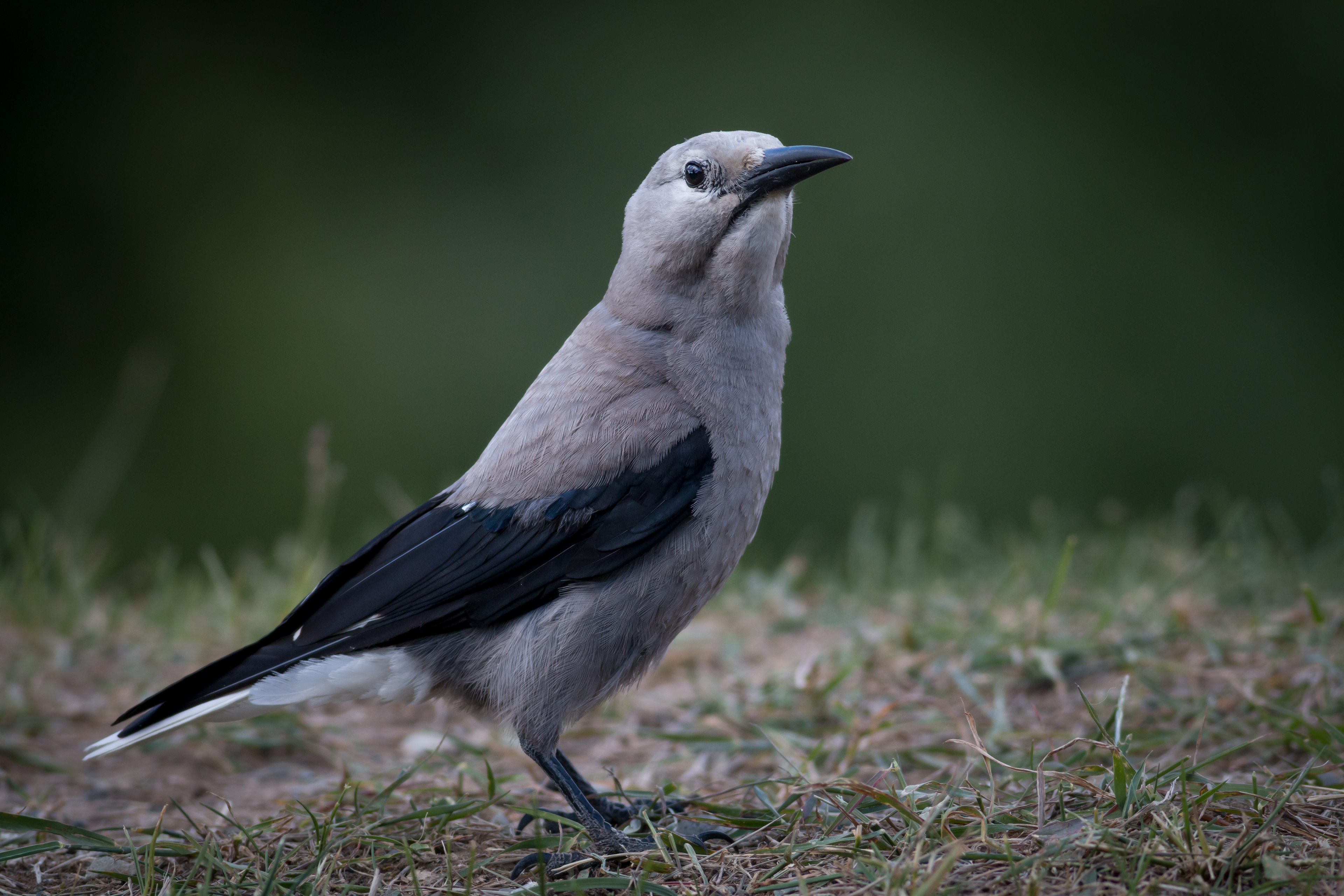 Clark's Nutcracker - BC