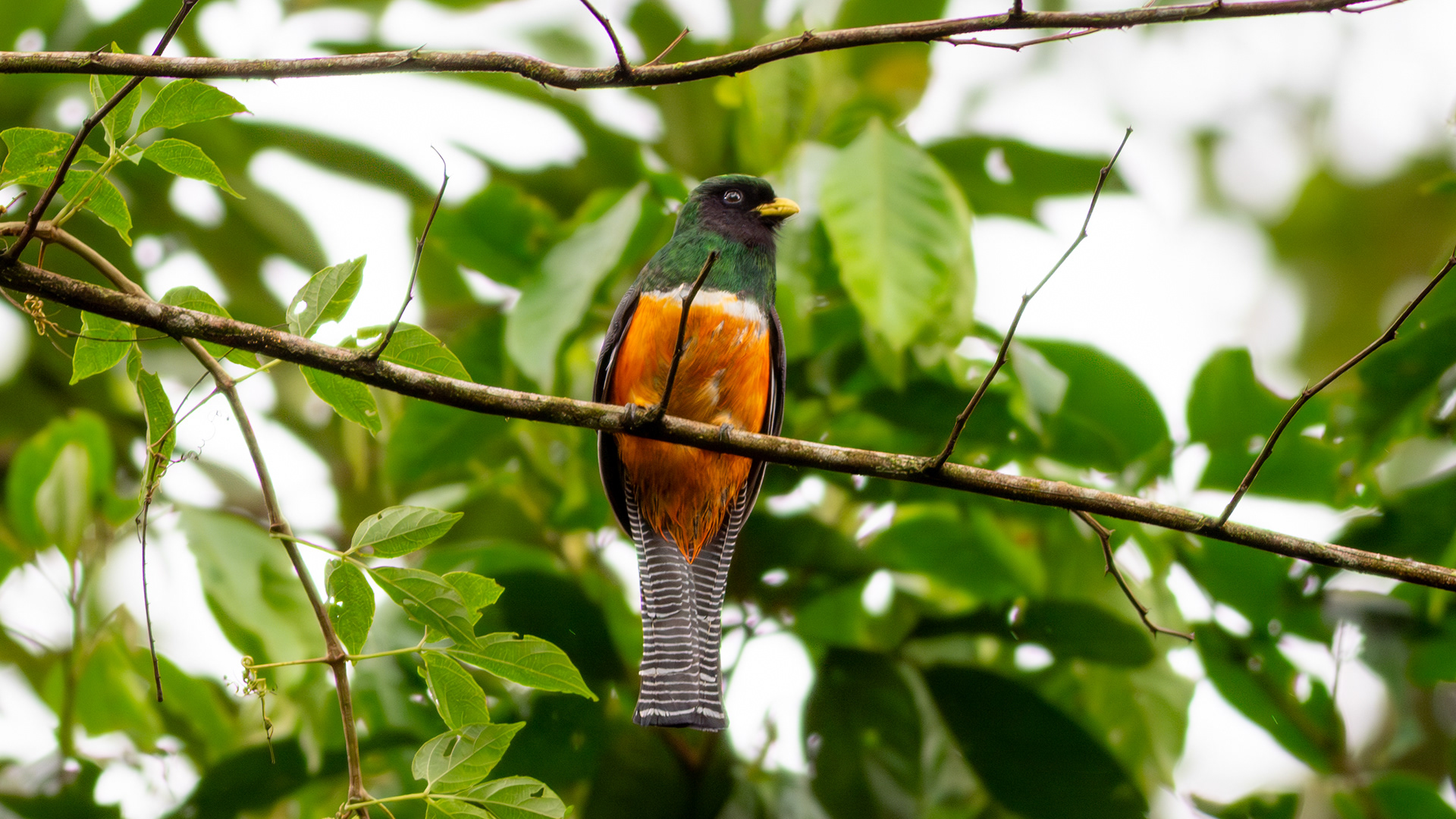 Collared Trogon - My 1000th Bird! - Aranal Observatory