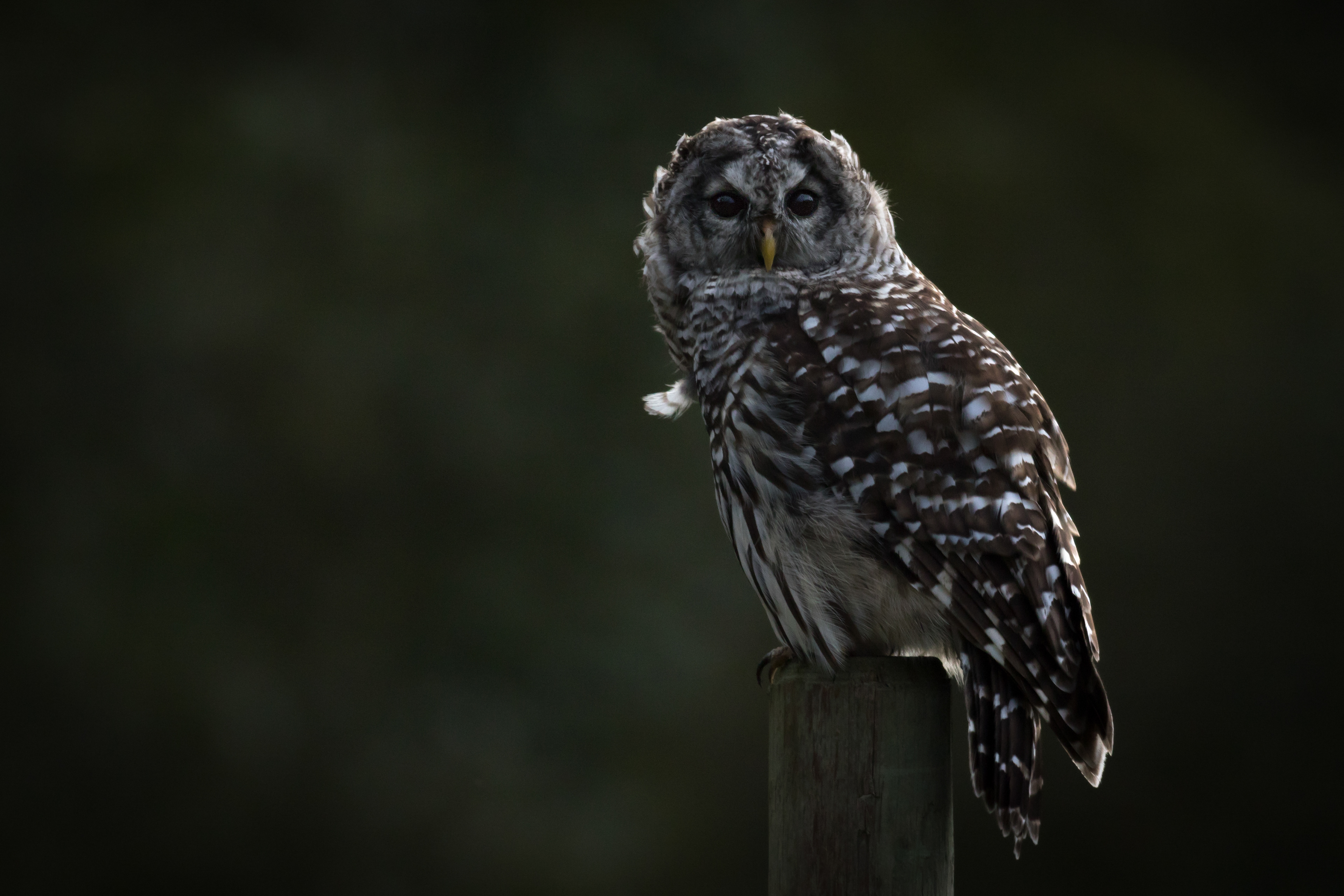 Barred Owl