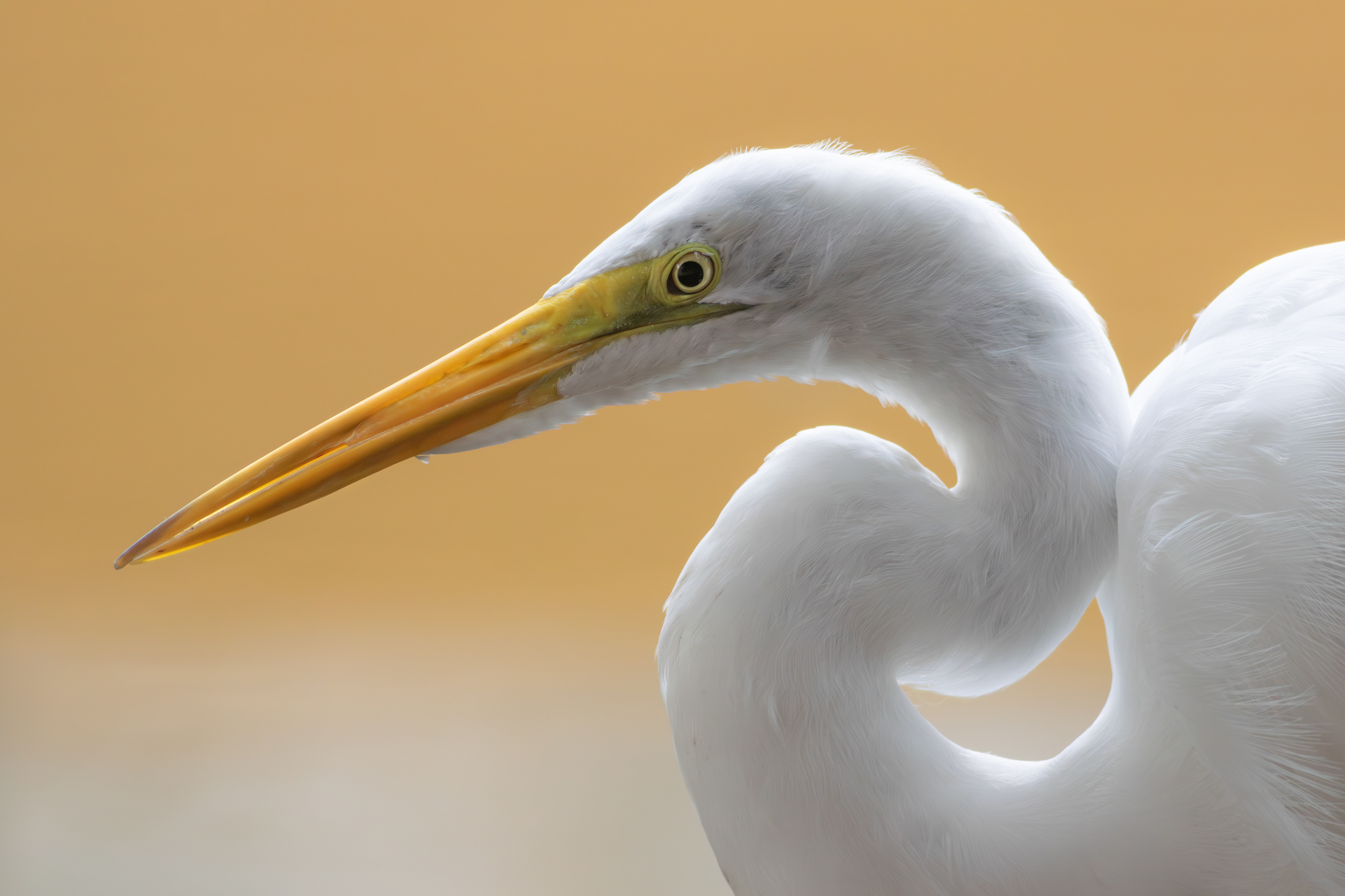 Great Egret - Quintana Roo
