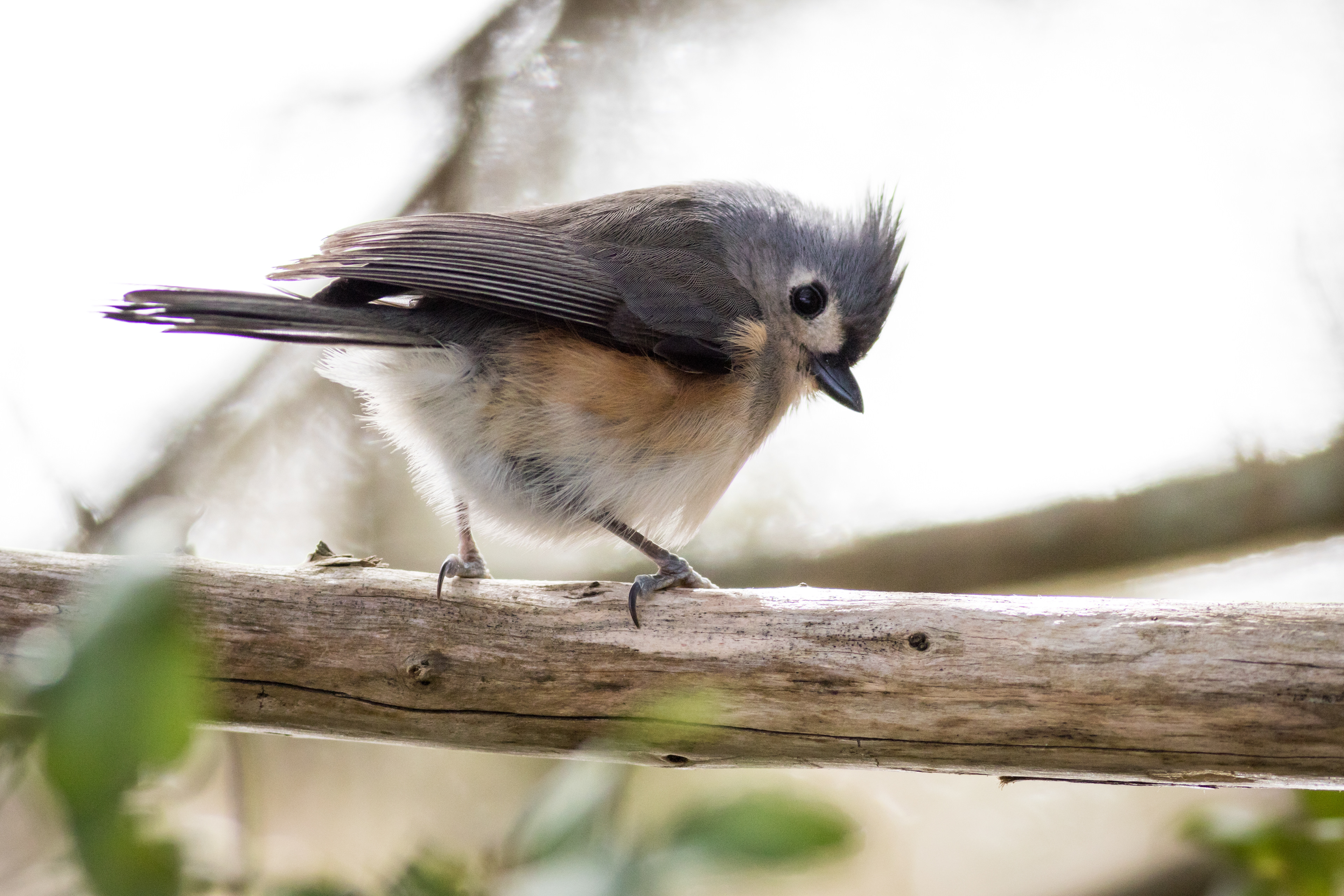 Tufted Titmouse - South Carolina