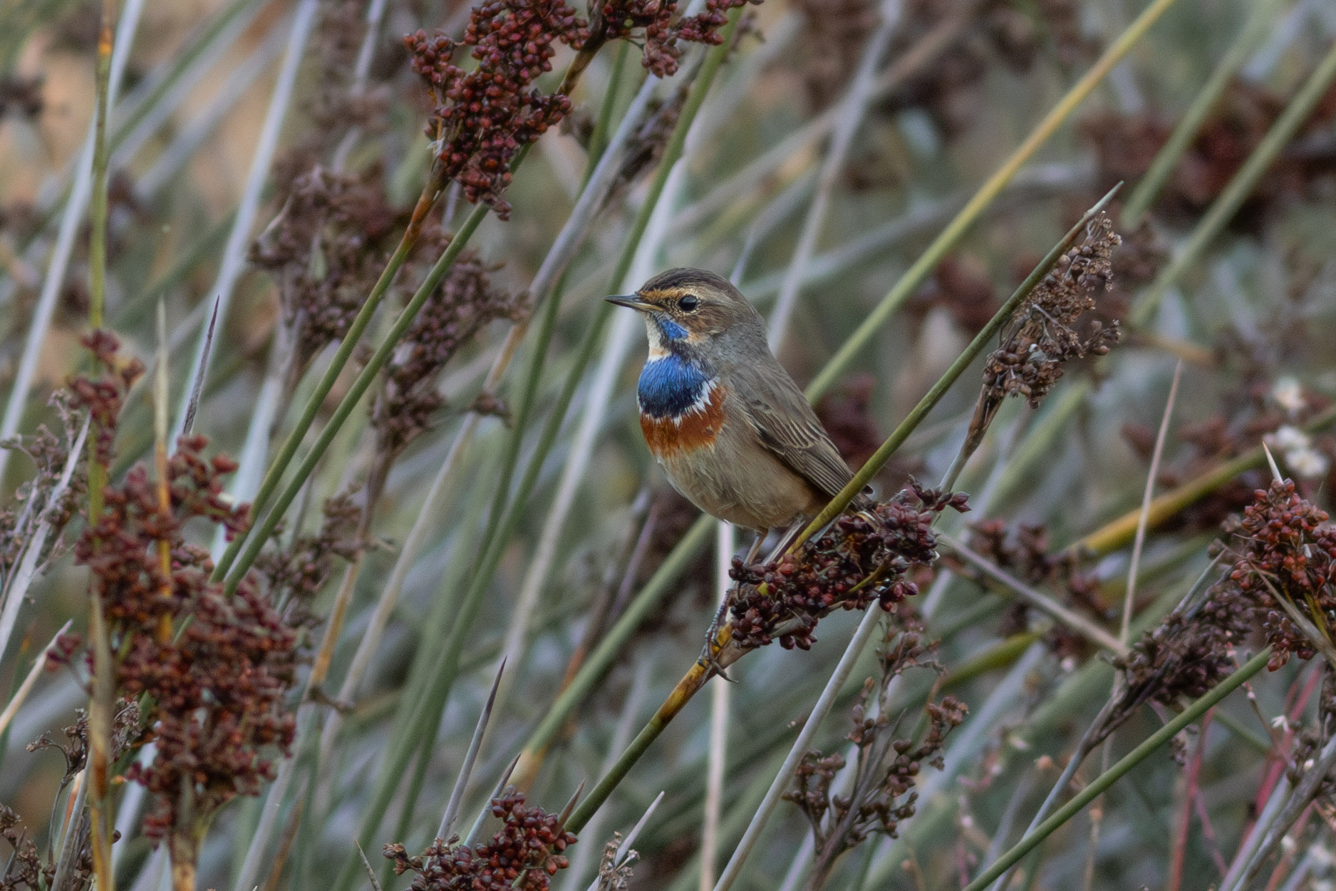 Bluethroat, male