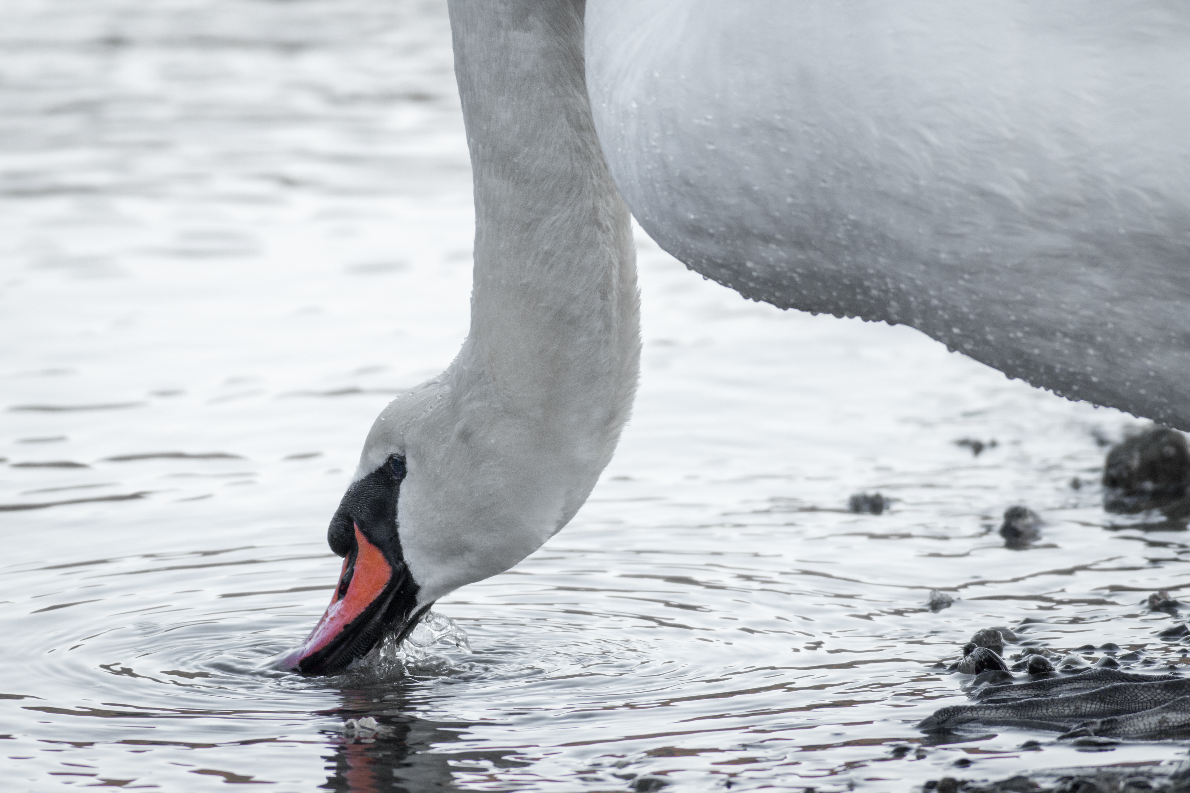 Mute Swan - BC