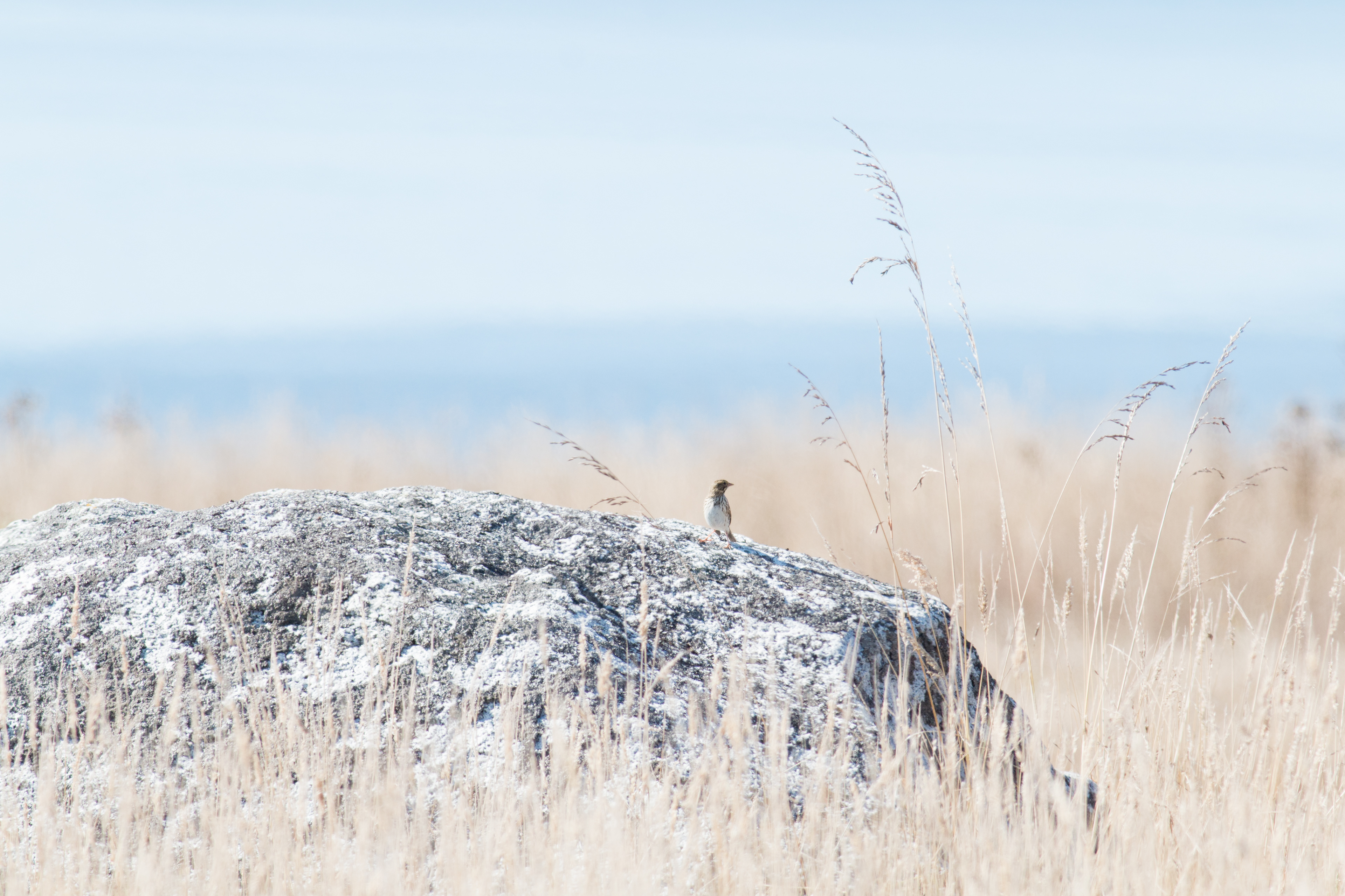Savannah Sparrow - BC