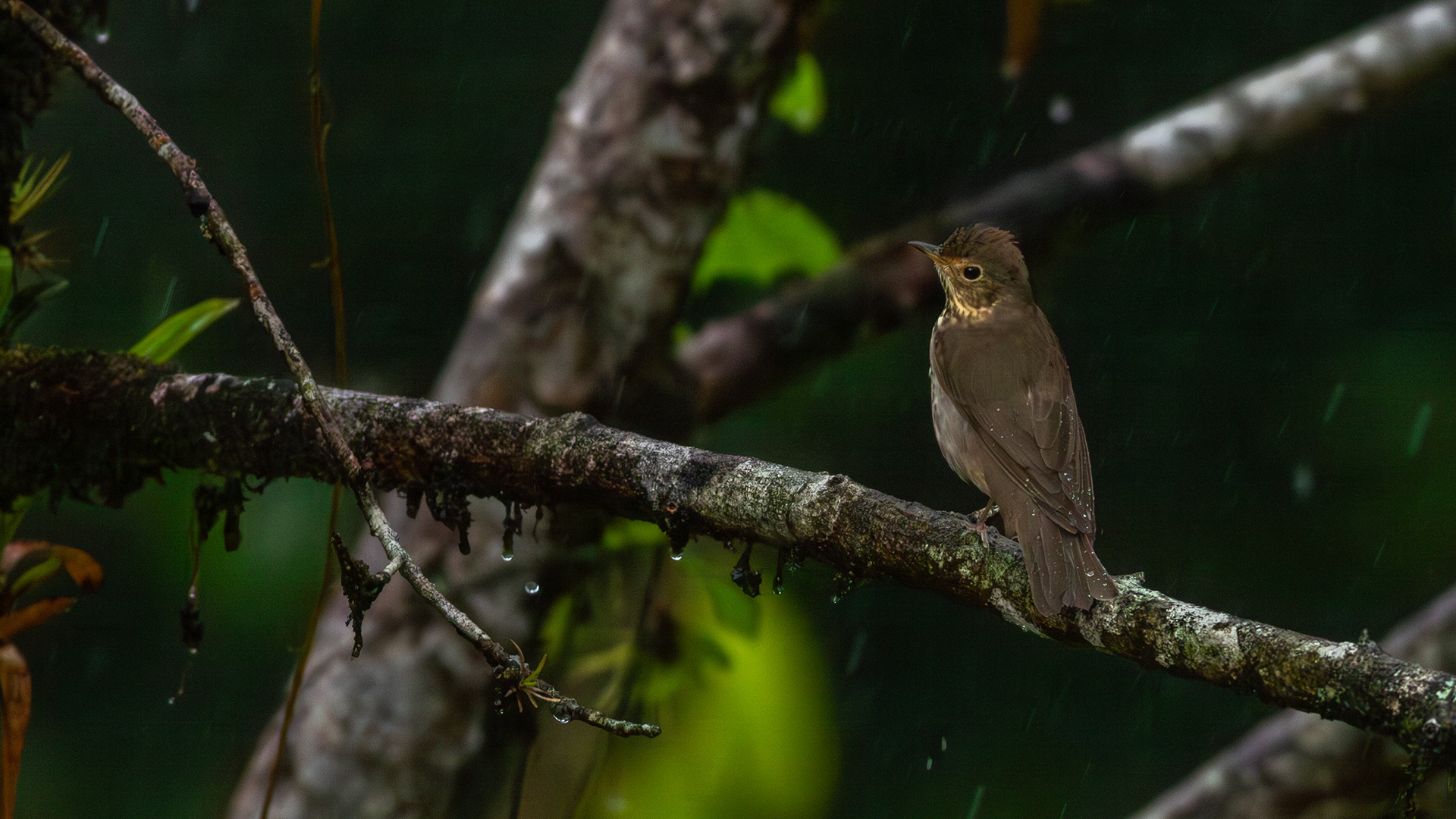 Swainson's Thrush - Aranal Observatory