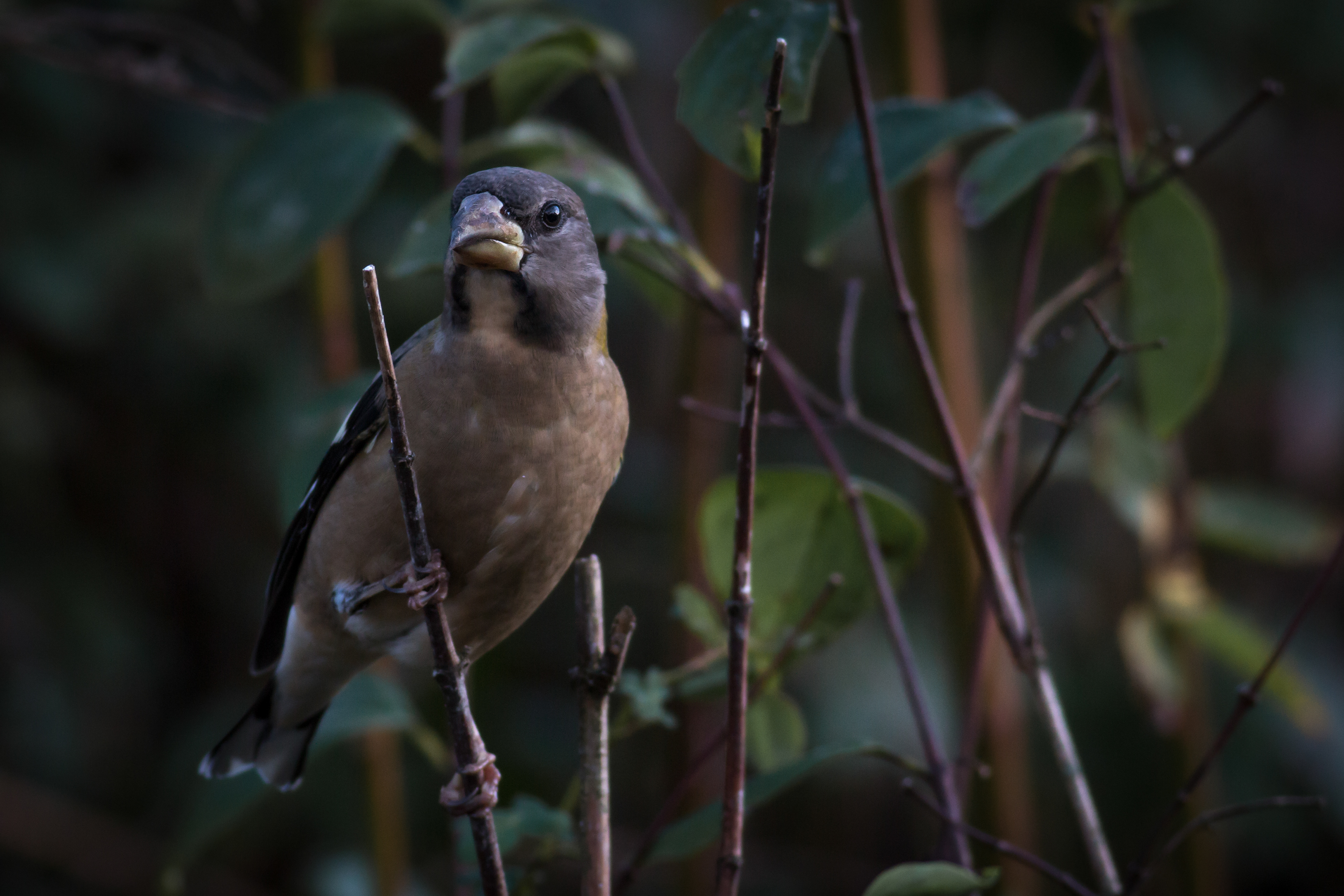 Evening Grosbeak, female