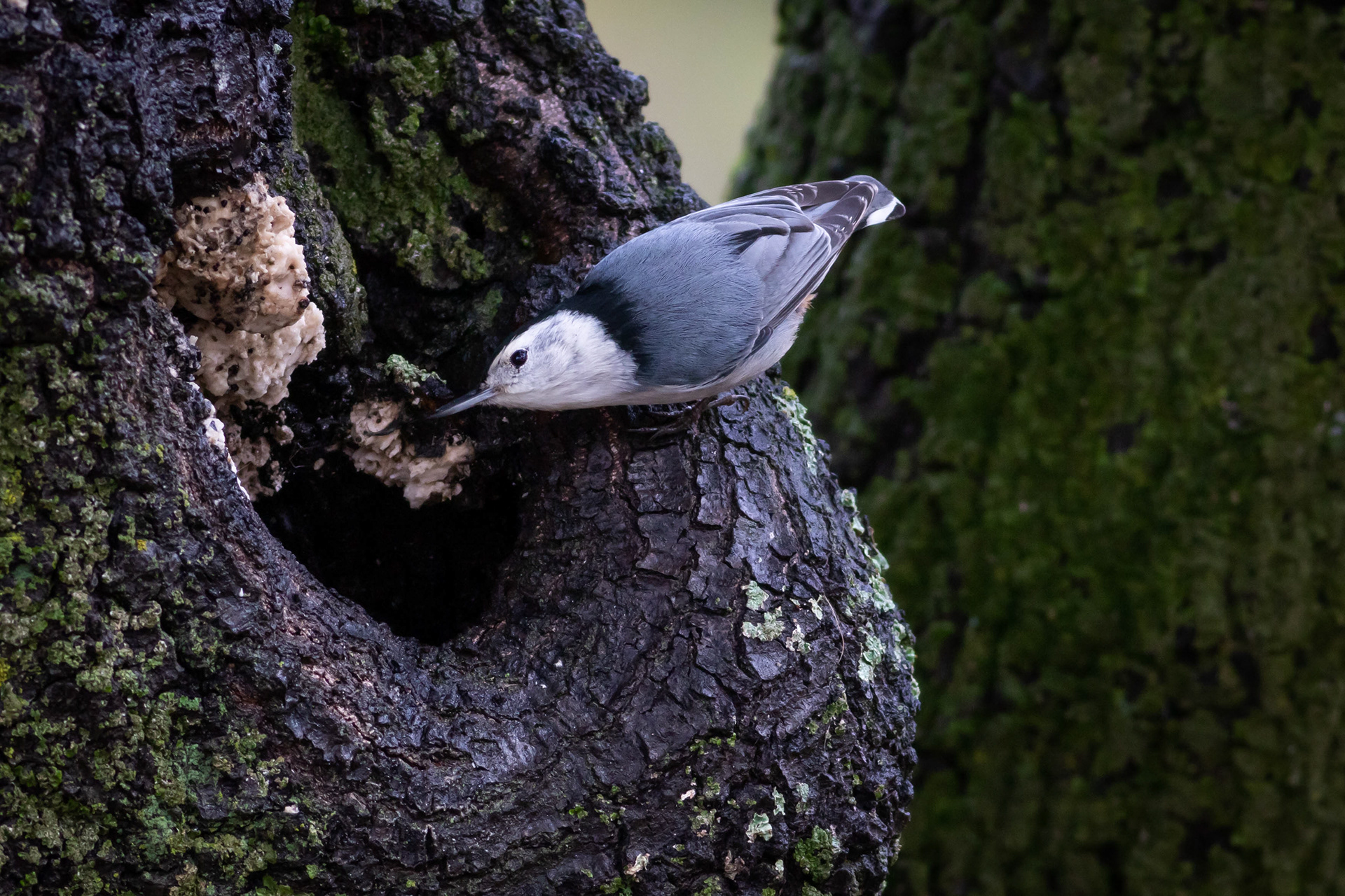 White-breasted Nuthatch - California