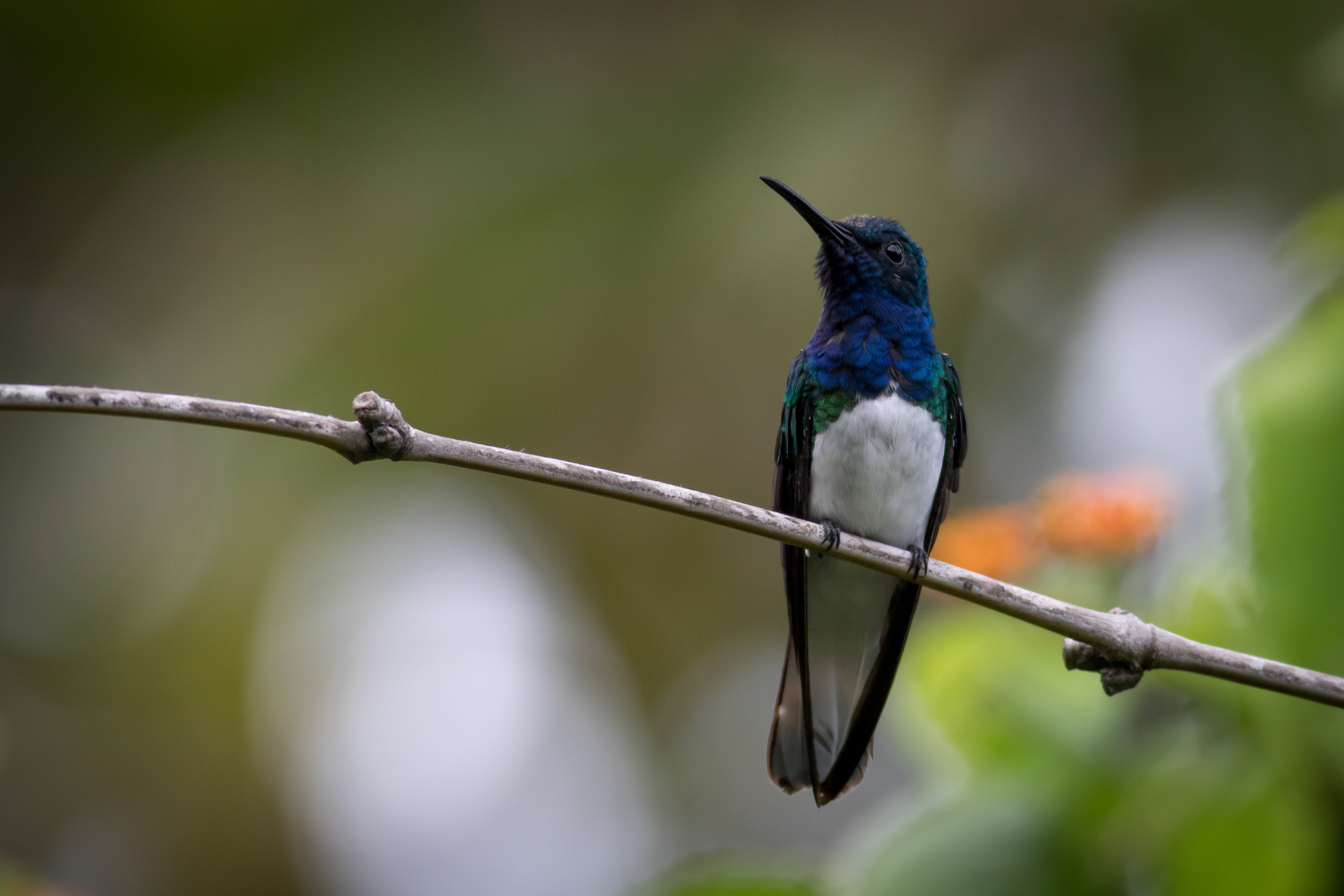White-necked Jacobin