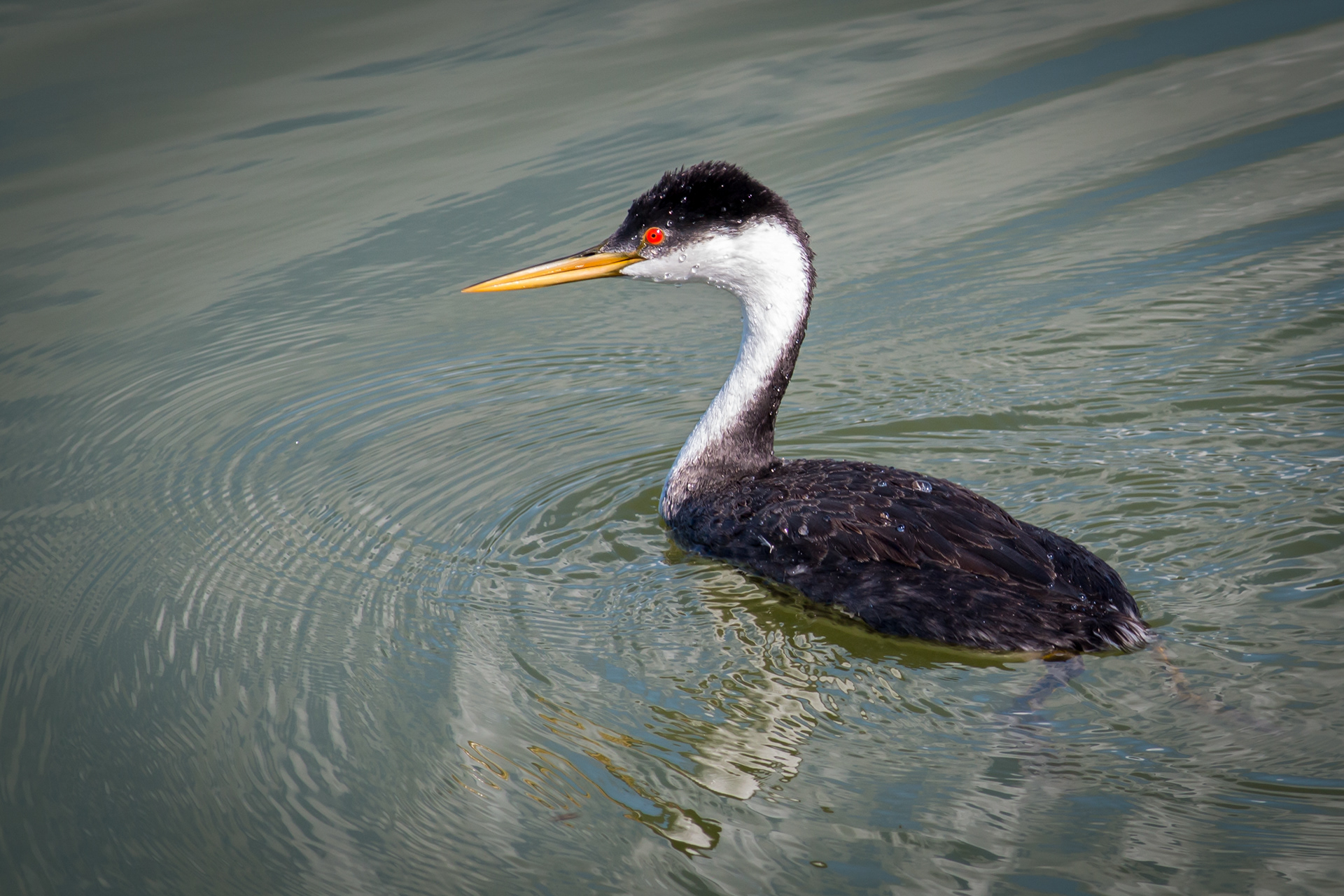 Western Grebe - BC