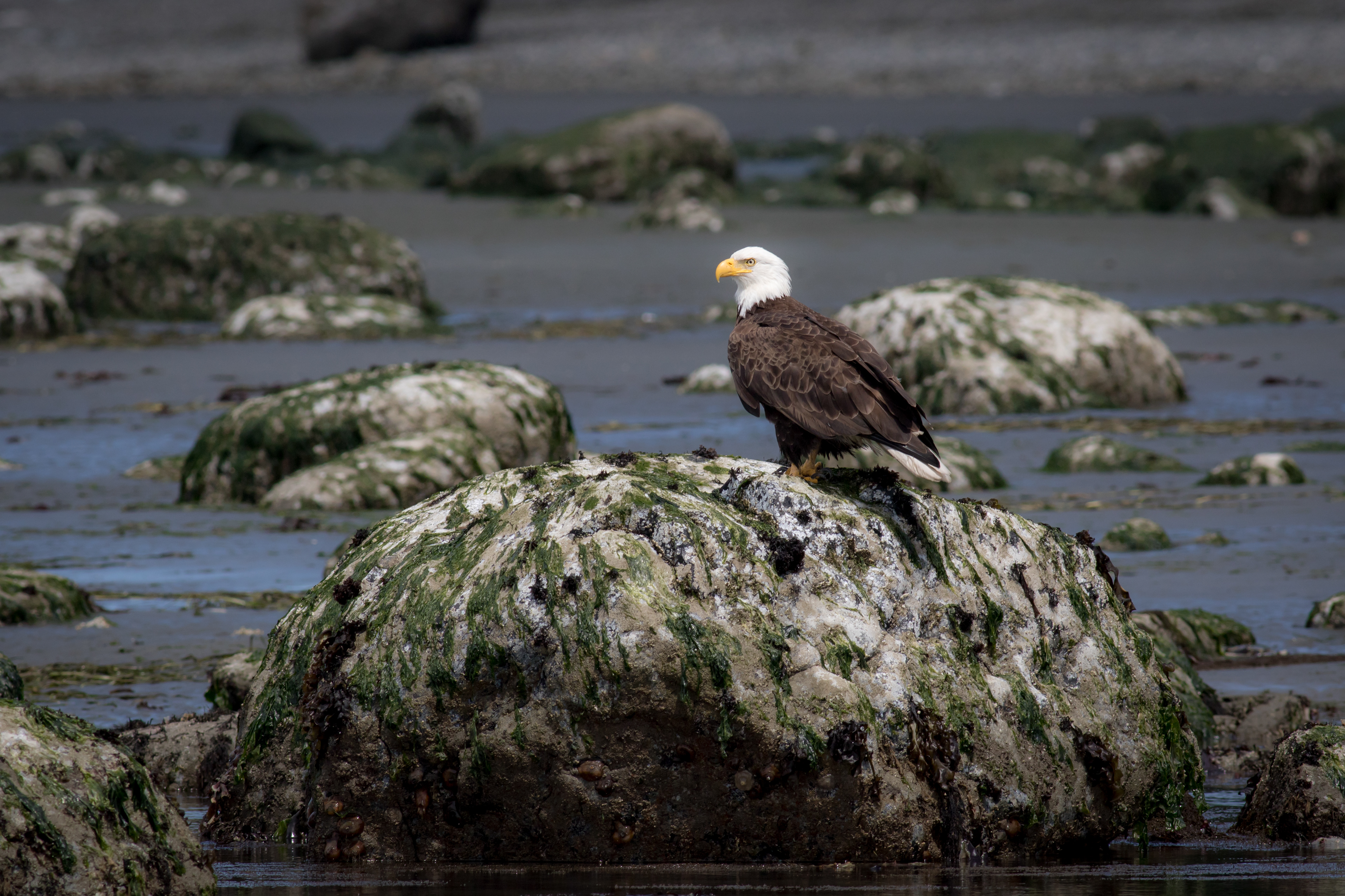 Bald Eagle - Washington
