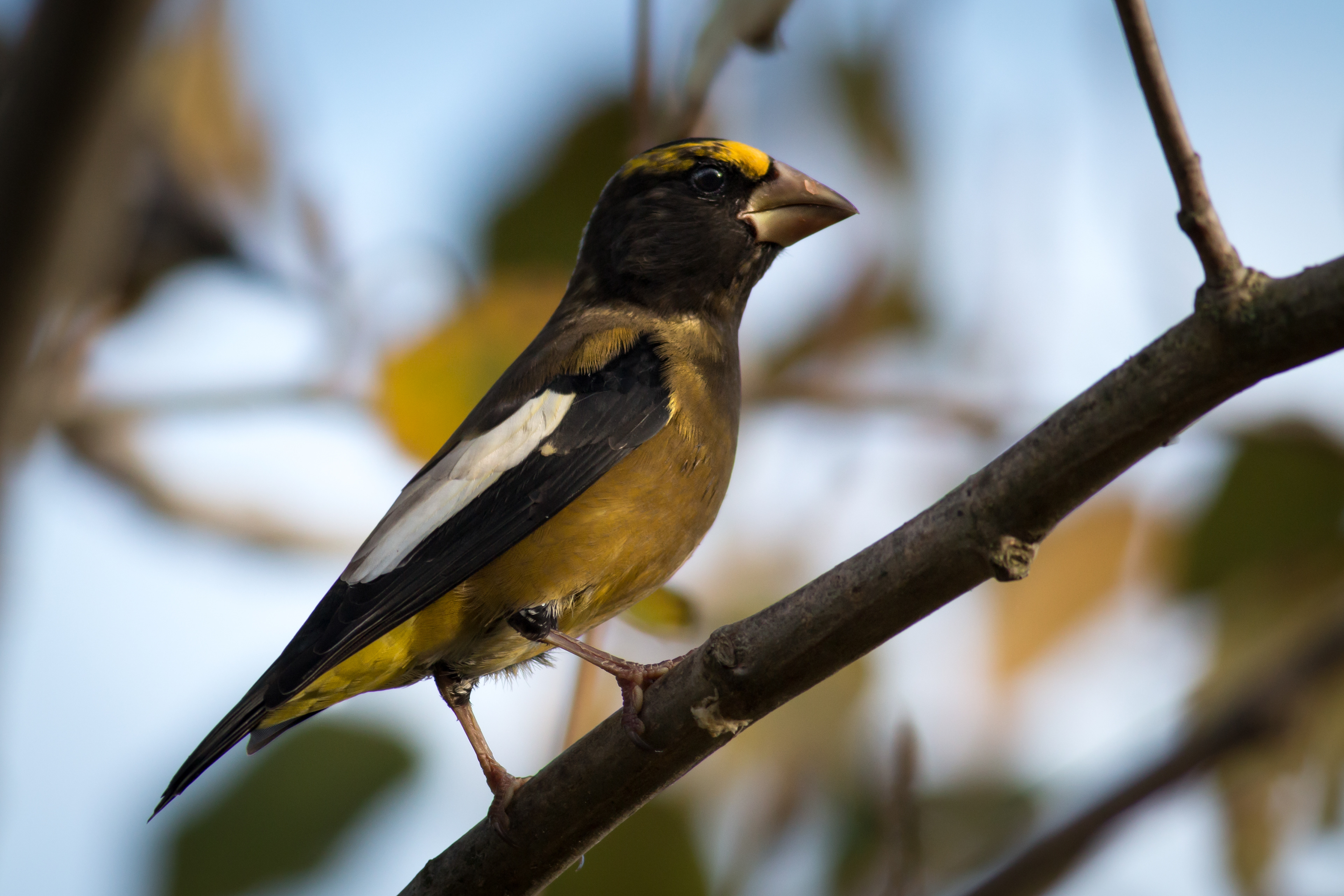 Evening Grosbeak - male - BC