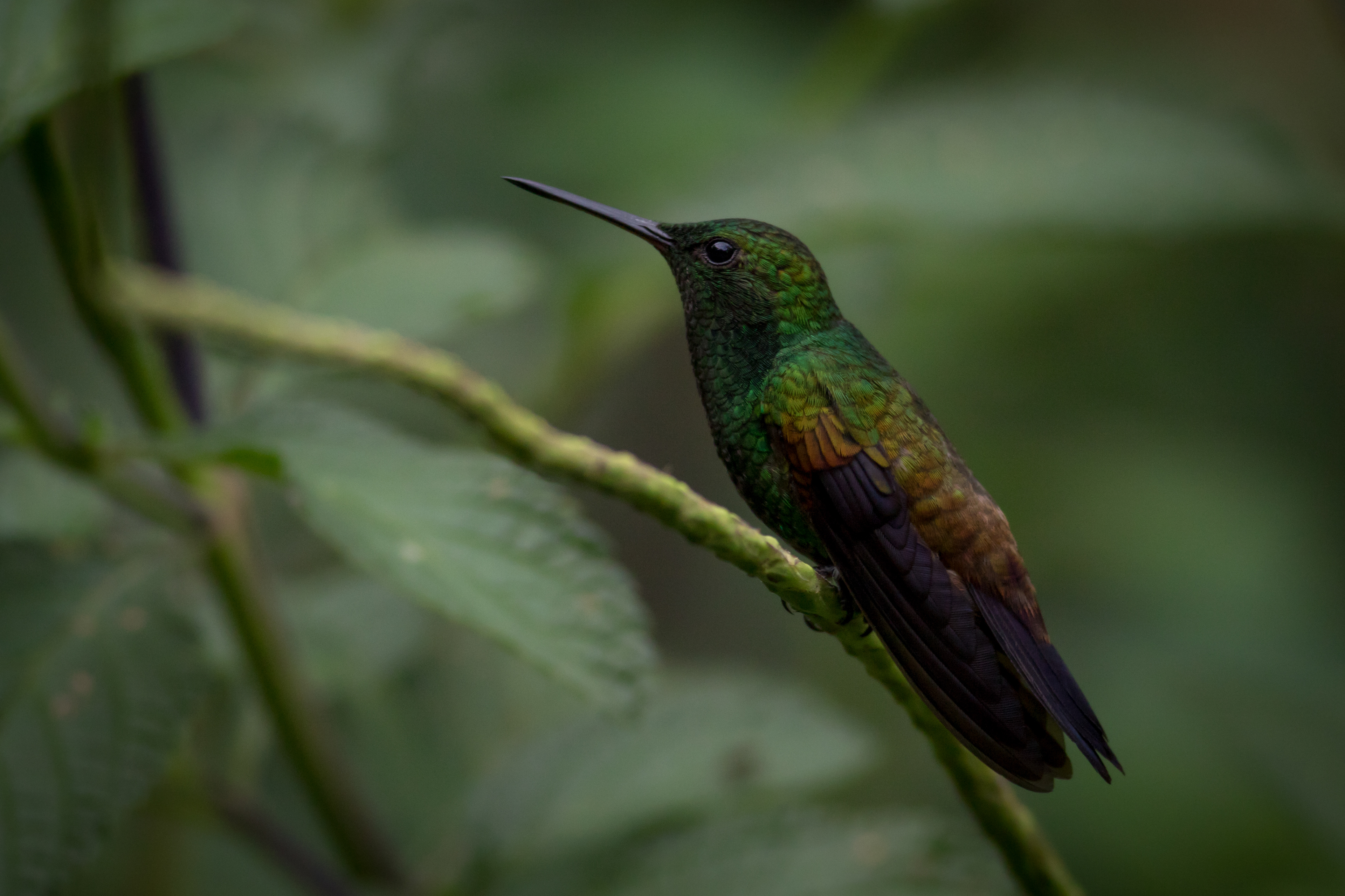Copper-rumped Hummingbird