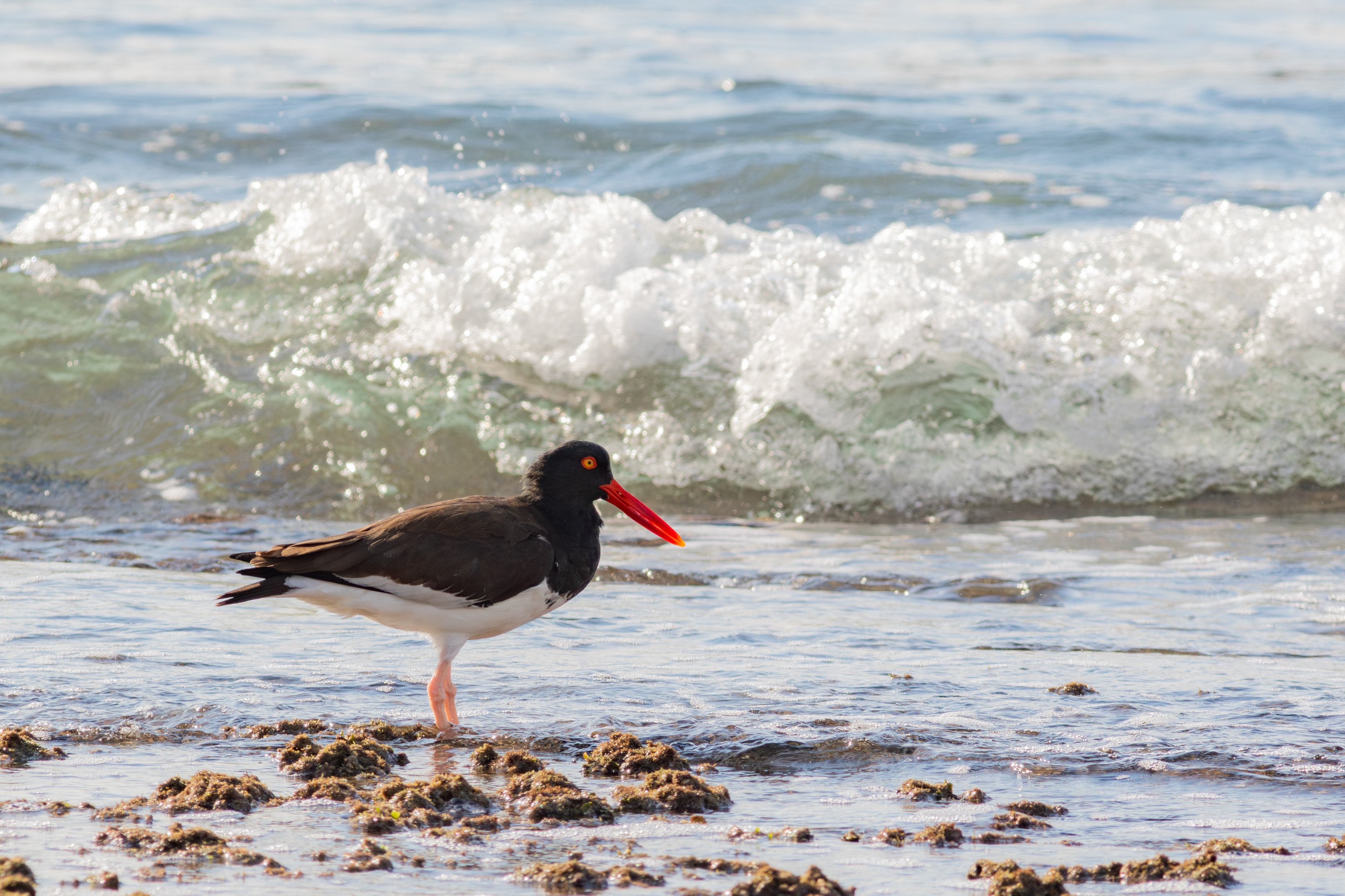 American Oystercatcher - Nayarit