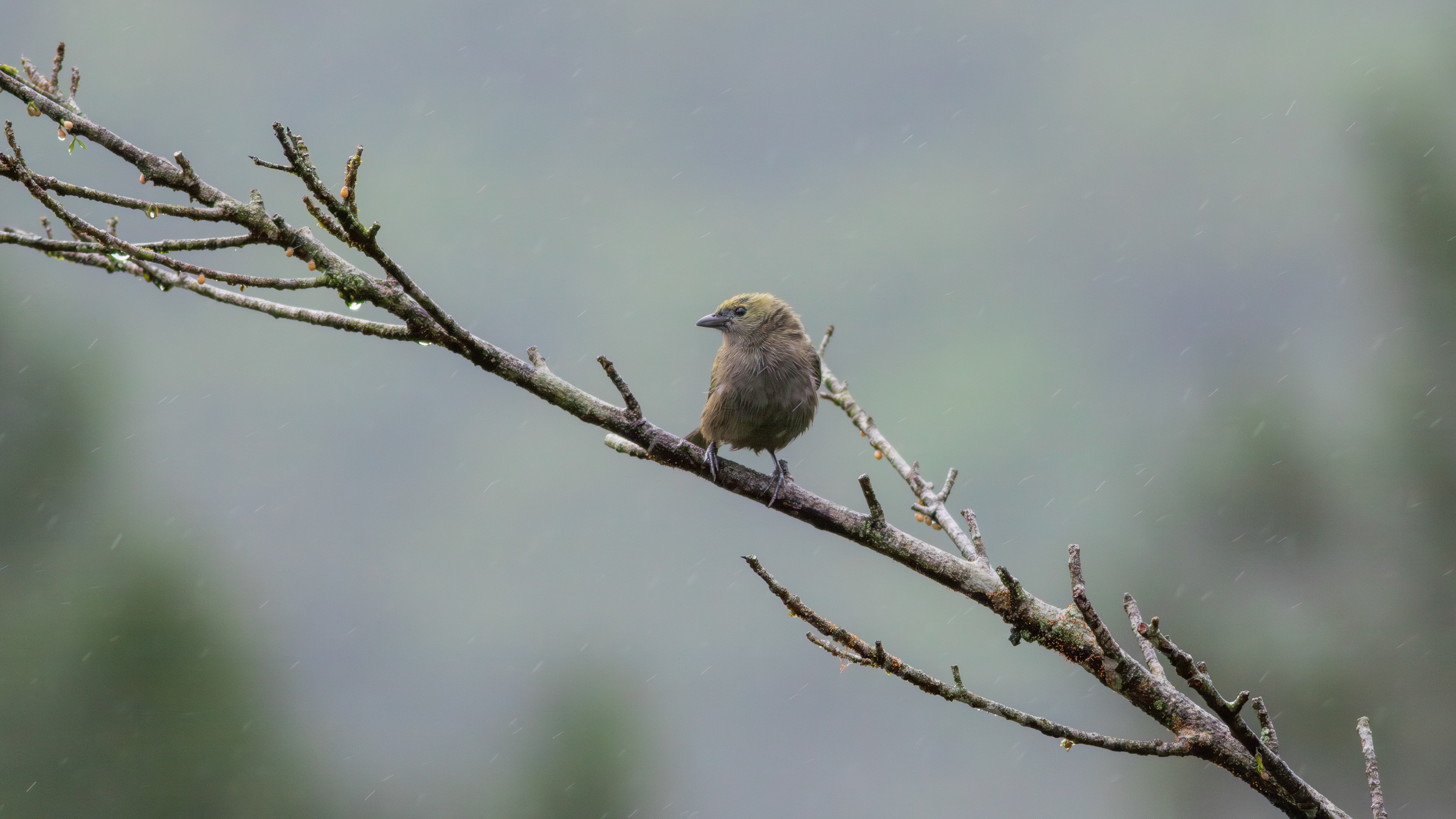 Palm Tanager - Aranal Observatory
