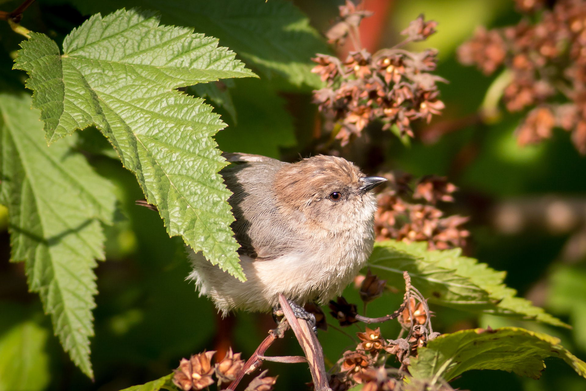 Bushtit - male - BC