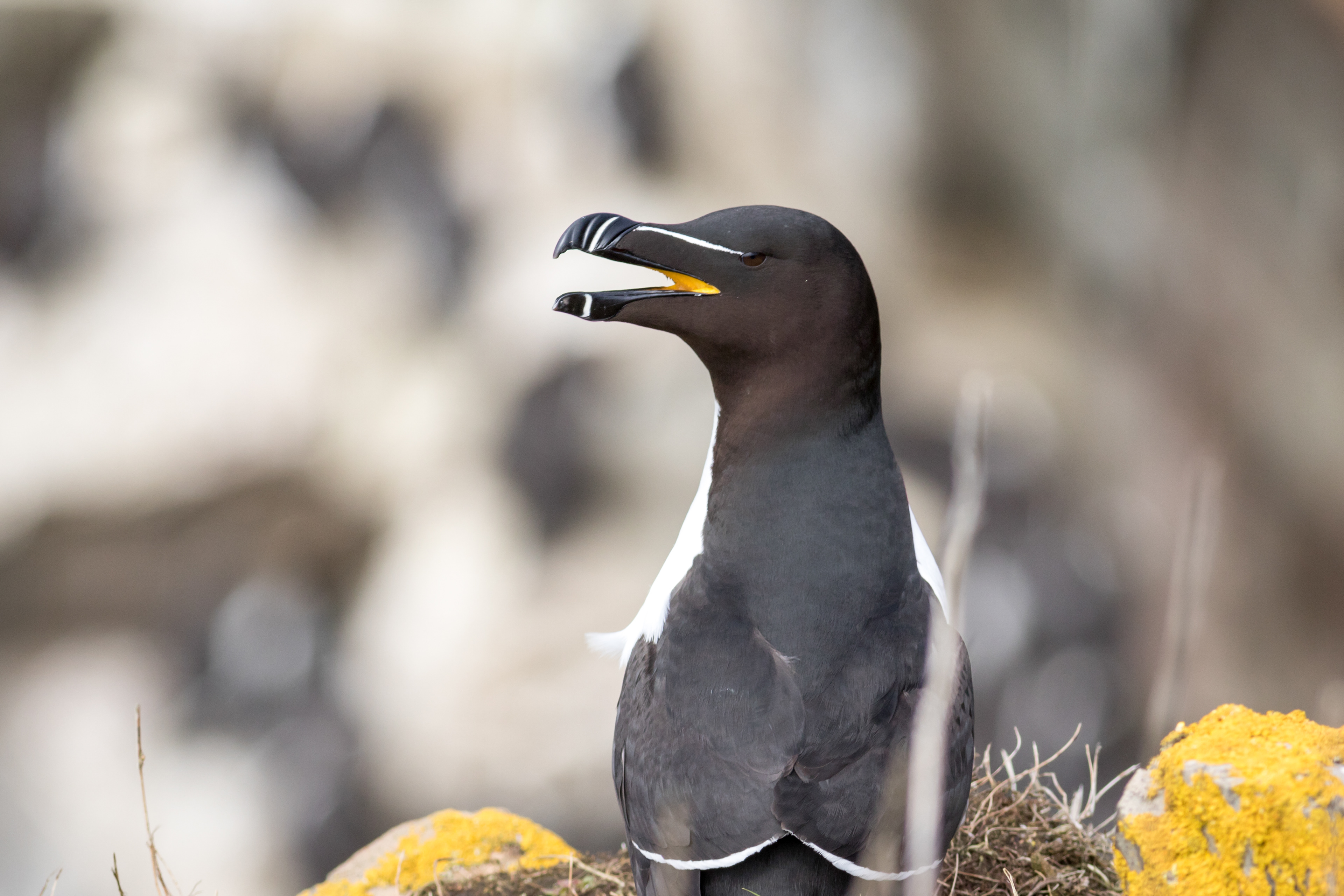 Razorbill - Newfoundland
