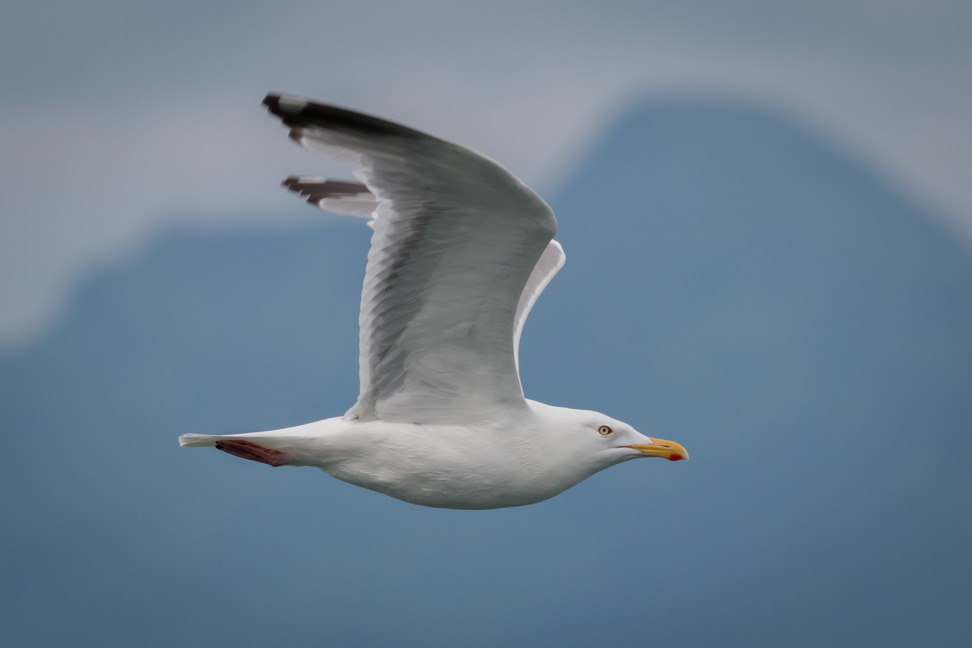 Herring Gull - Alaska