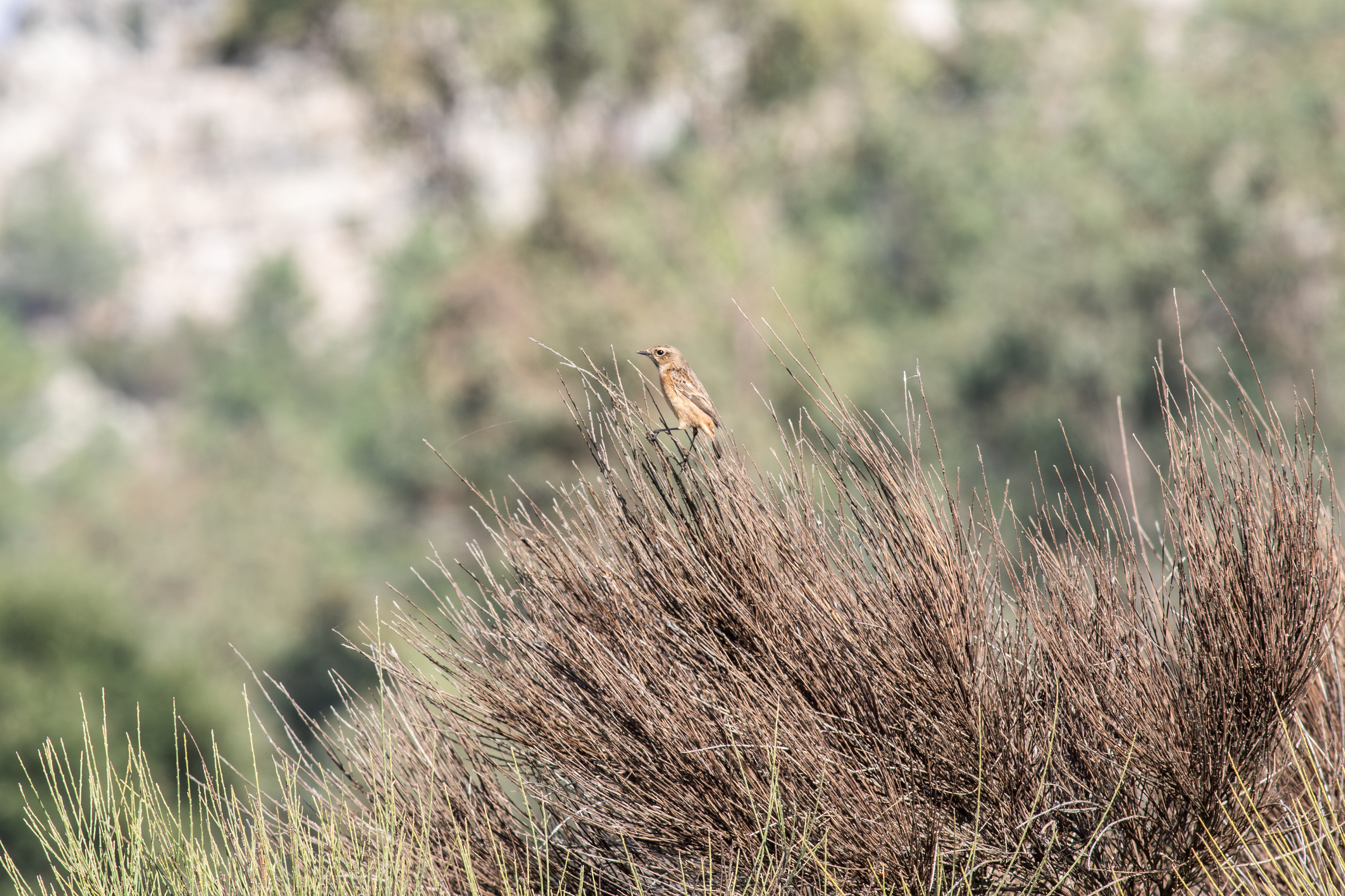 European Stonechat, female