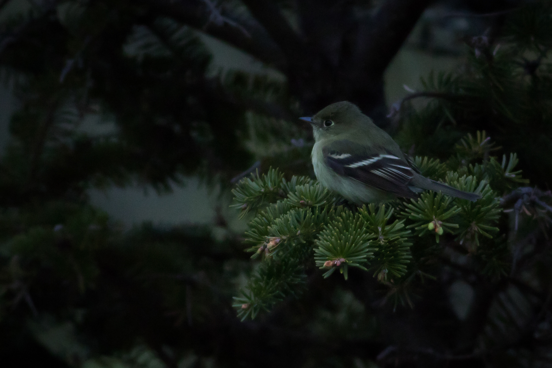 Yellow-bellied Flycatcher - Newfoundland