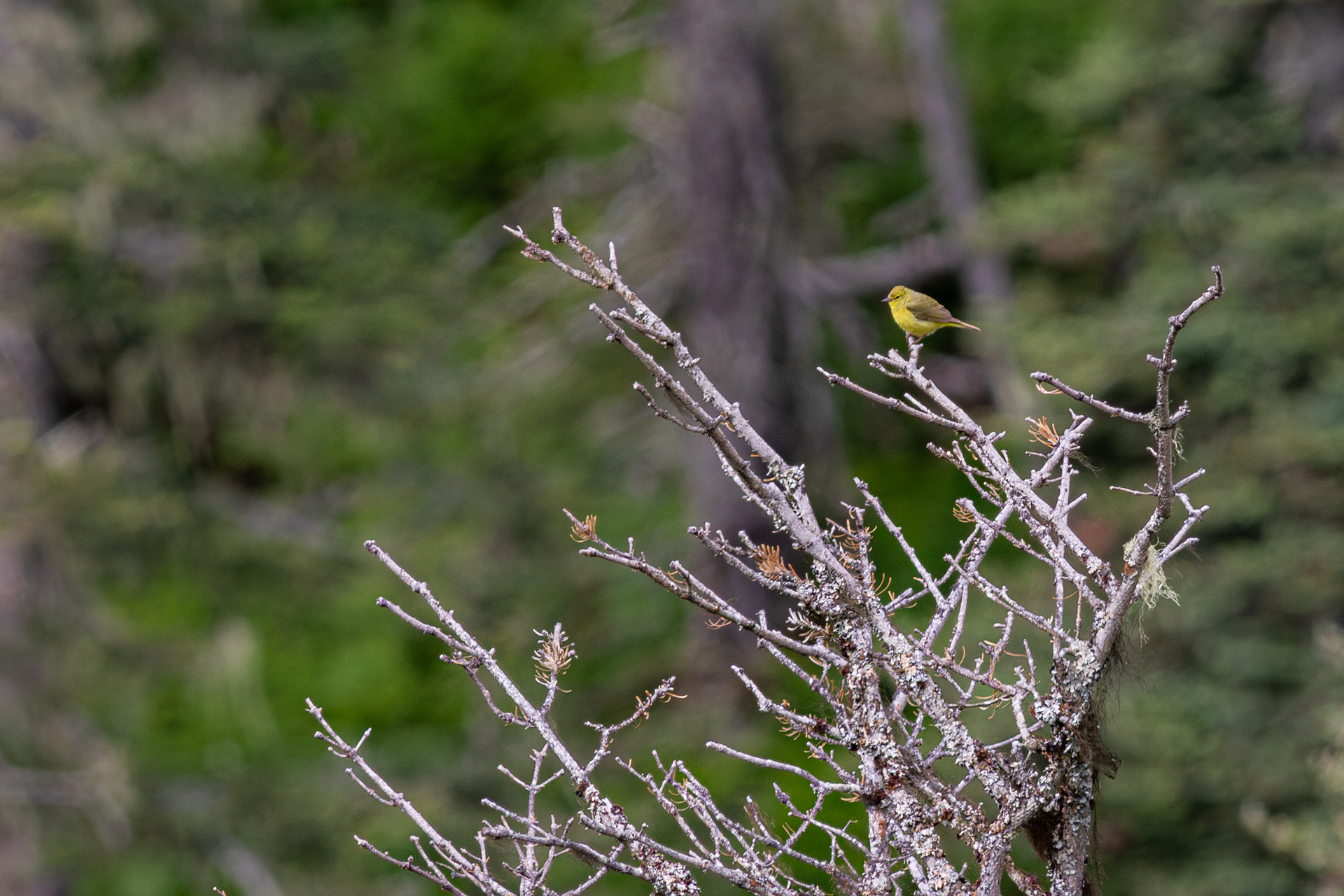 Orange-crowned Warbler - Alaska
